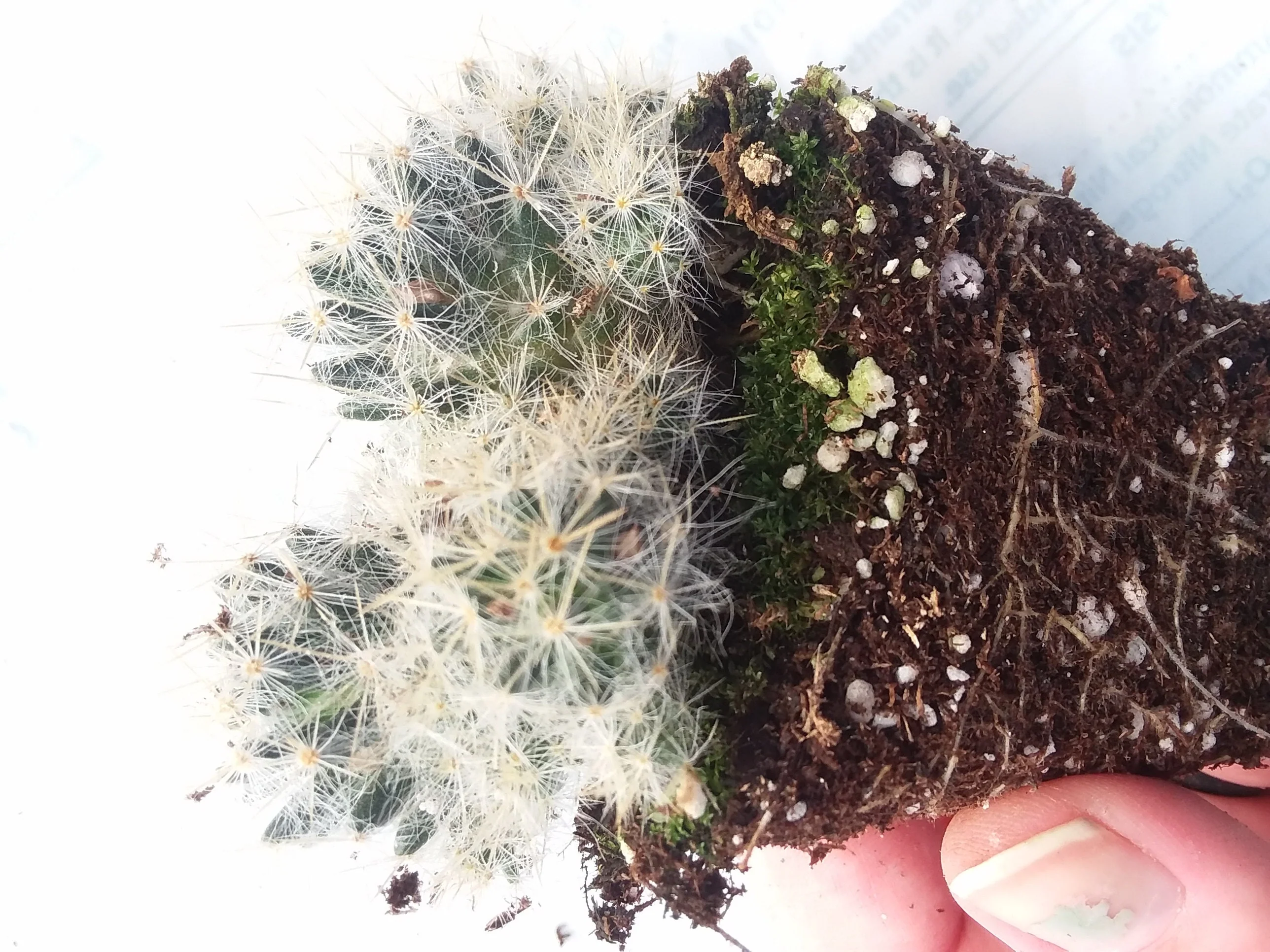 Strawberry cactus mammilaria prolifera - Image 2