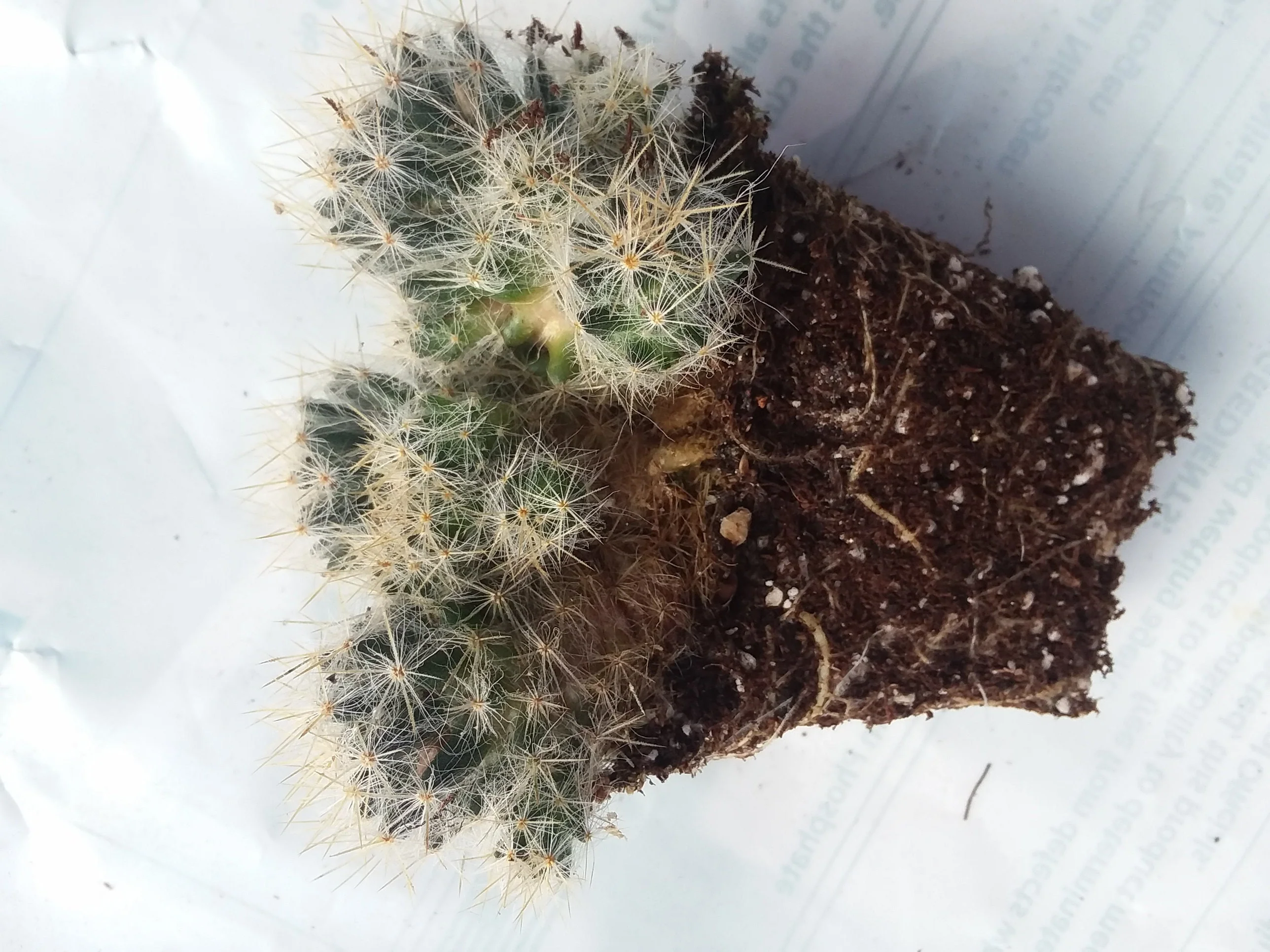 Strawberry cactus mammilaria prolifera - Image 3