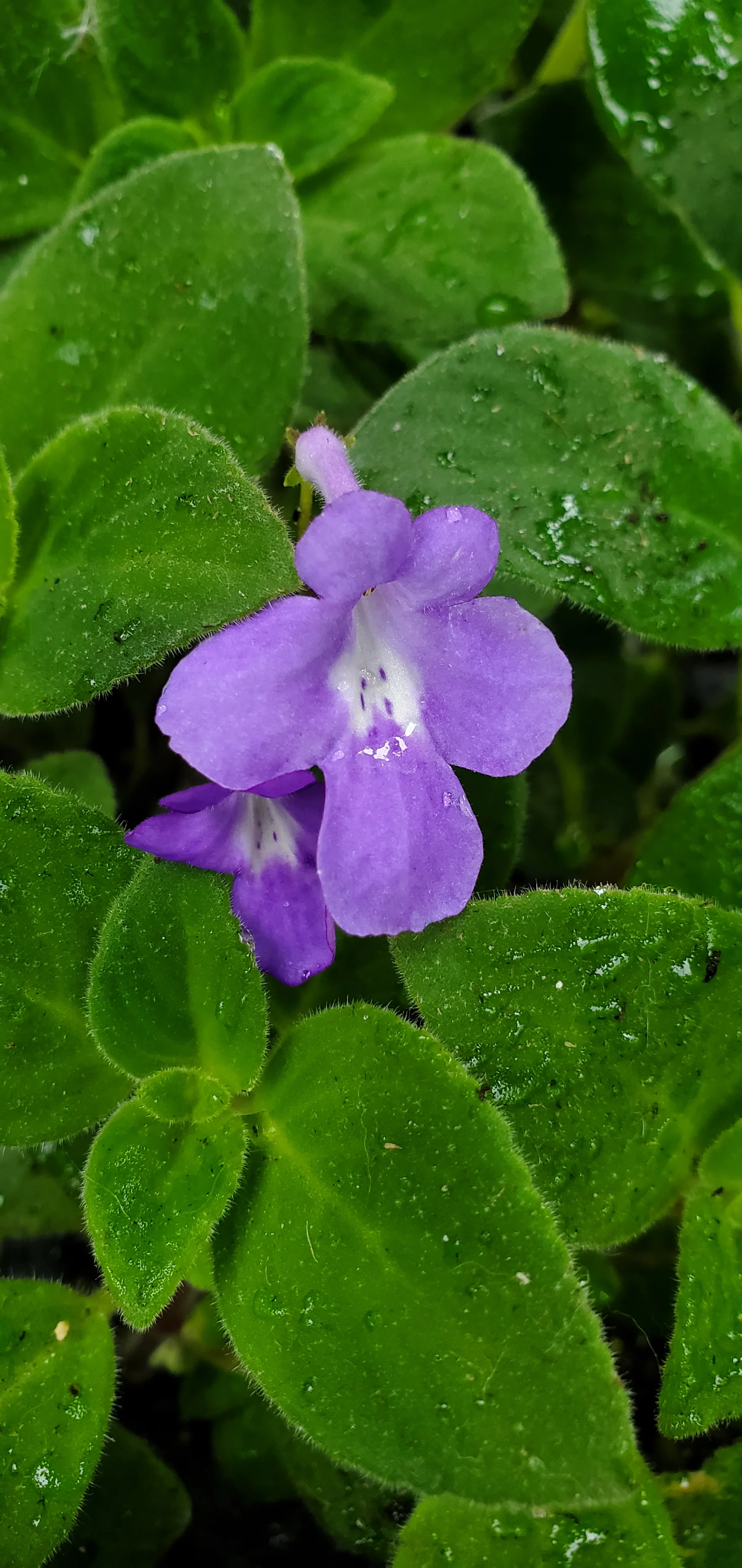 Streptocarpella Blue