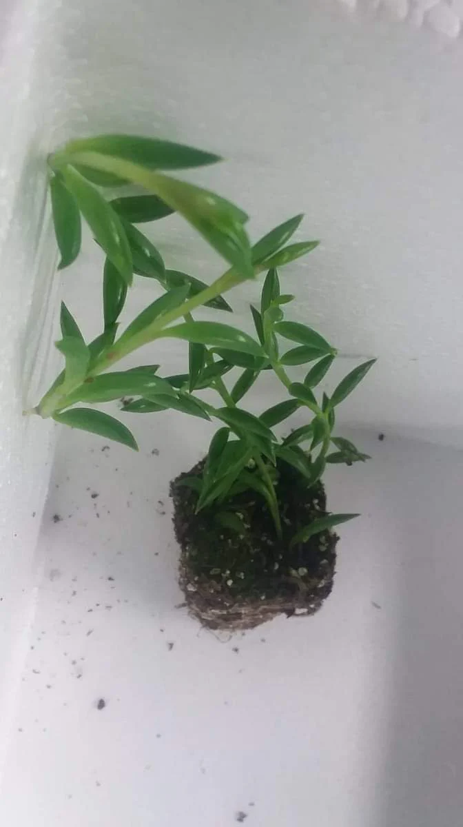 String of Bananas