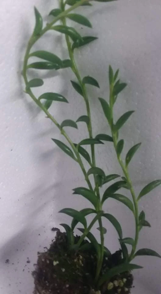 String of Bananas - Image 2