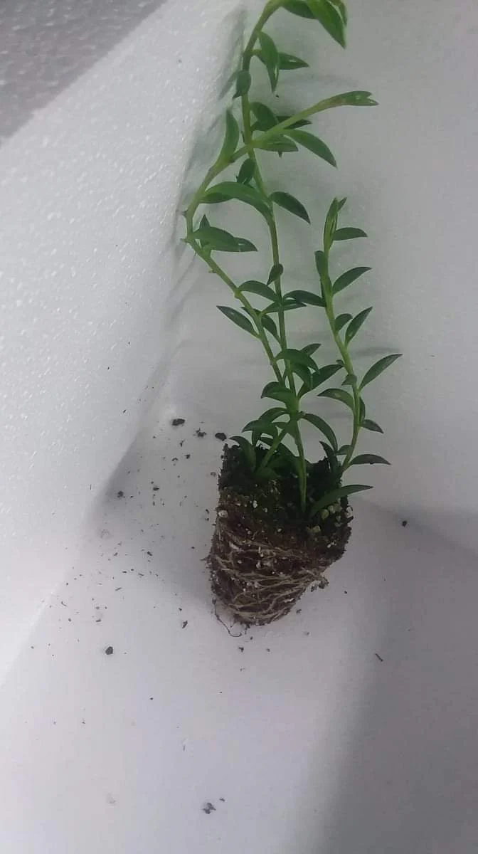 String of Bananas - Image 3