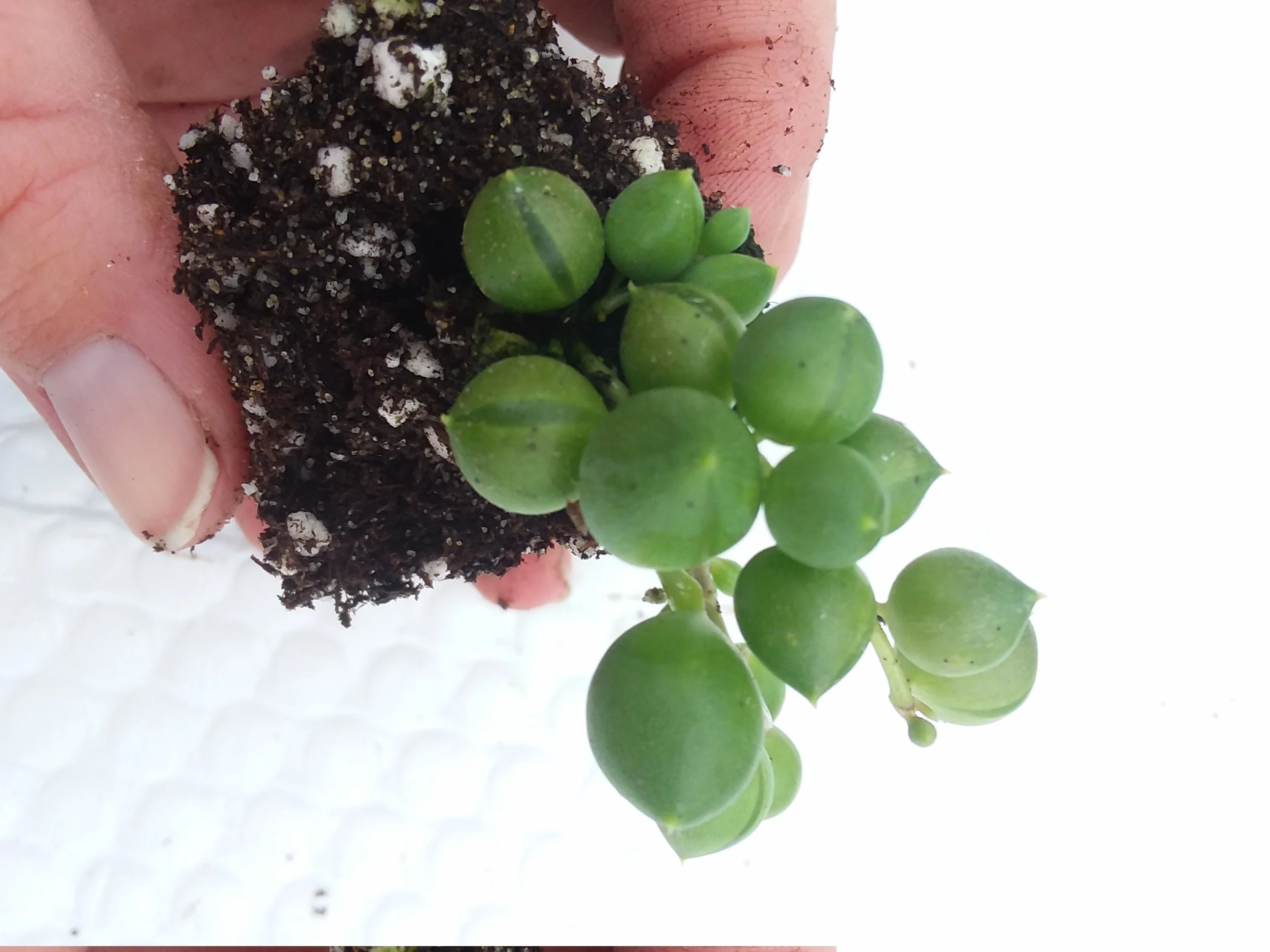 String of Pearls Starter Succulent