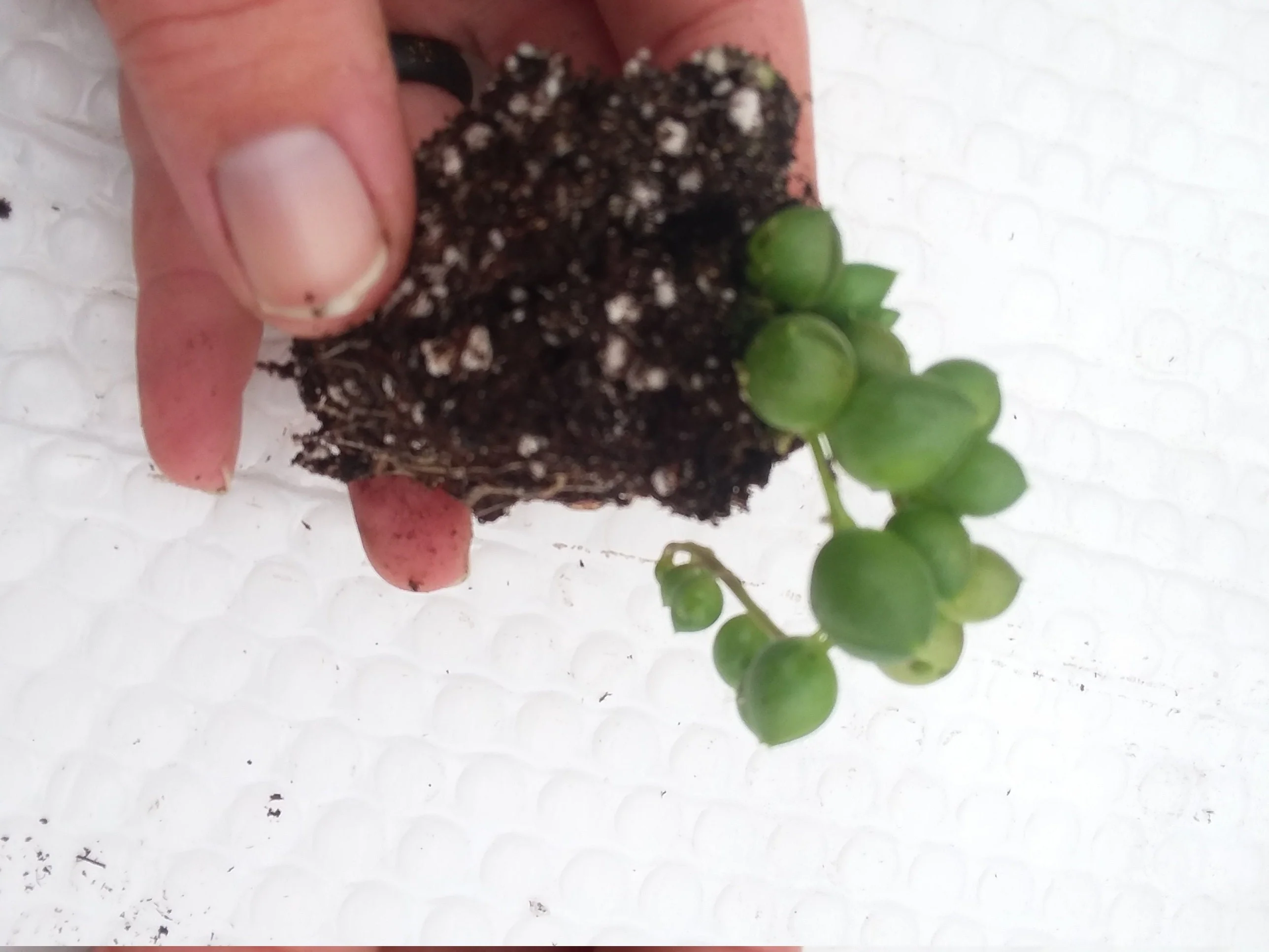String of Pearls Starter Succulent - Image 2