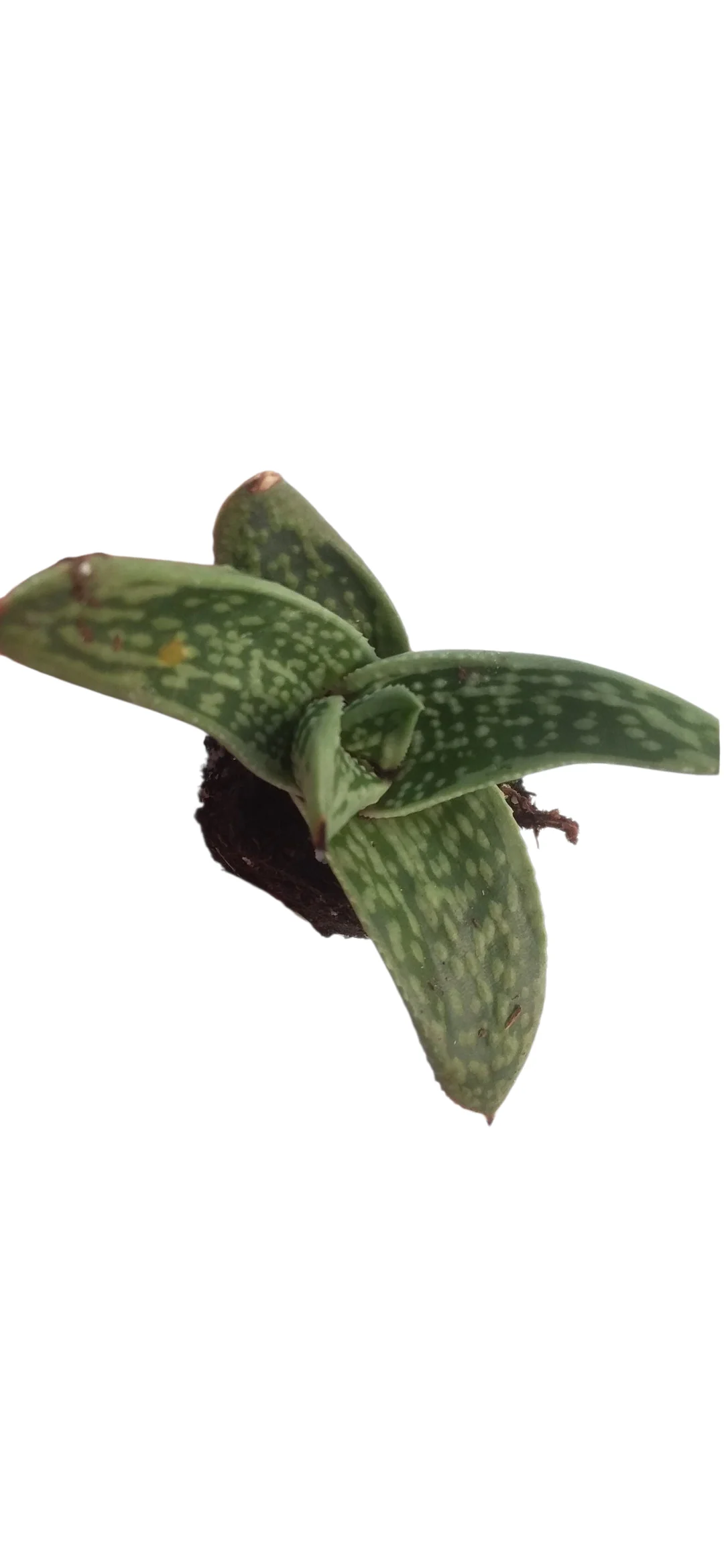 Succulent starter