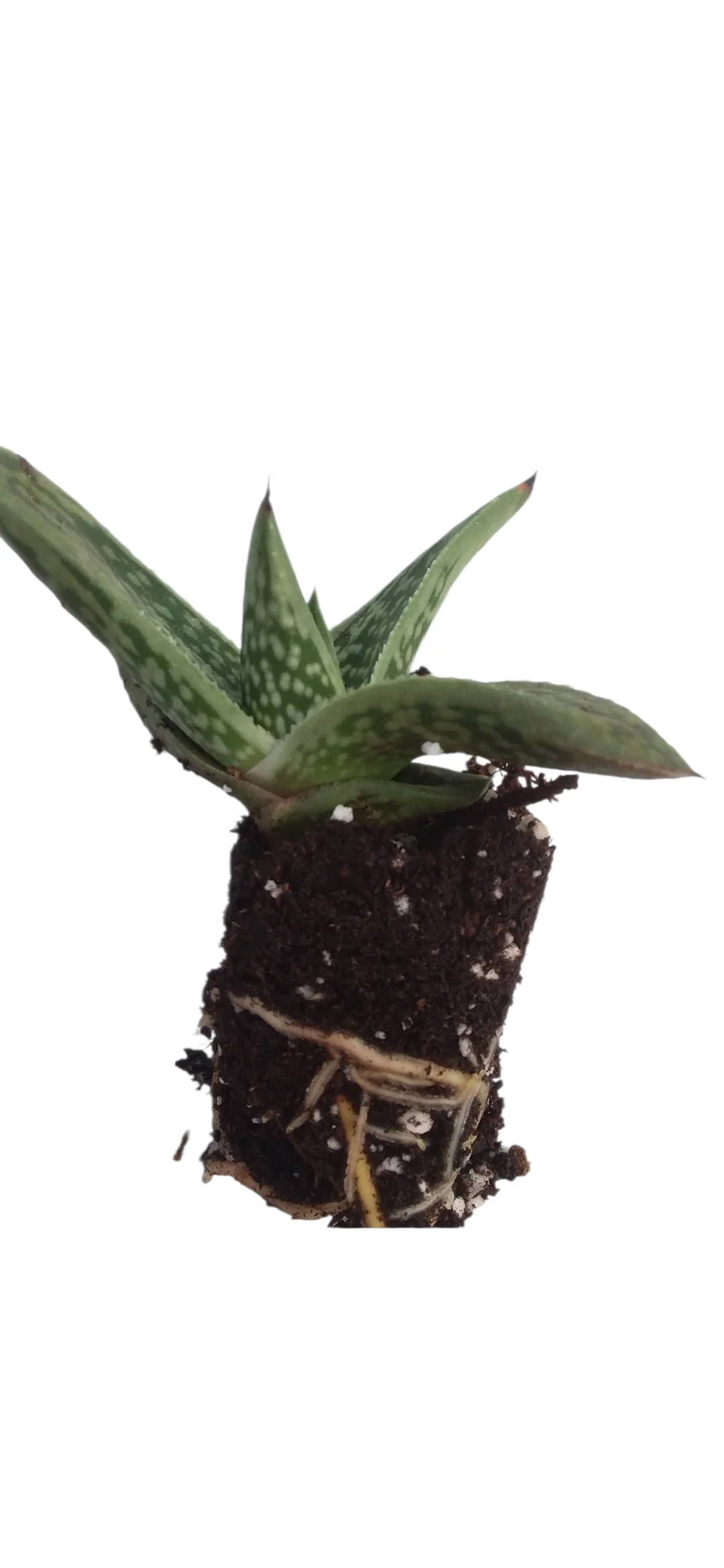 Succulent starter - Image 2