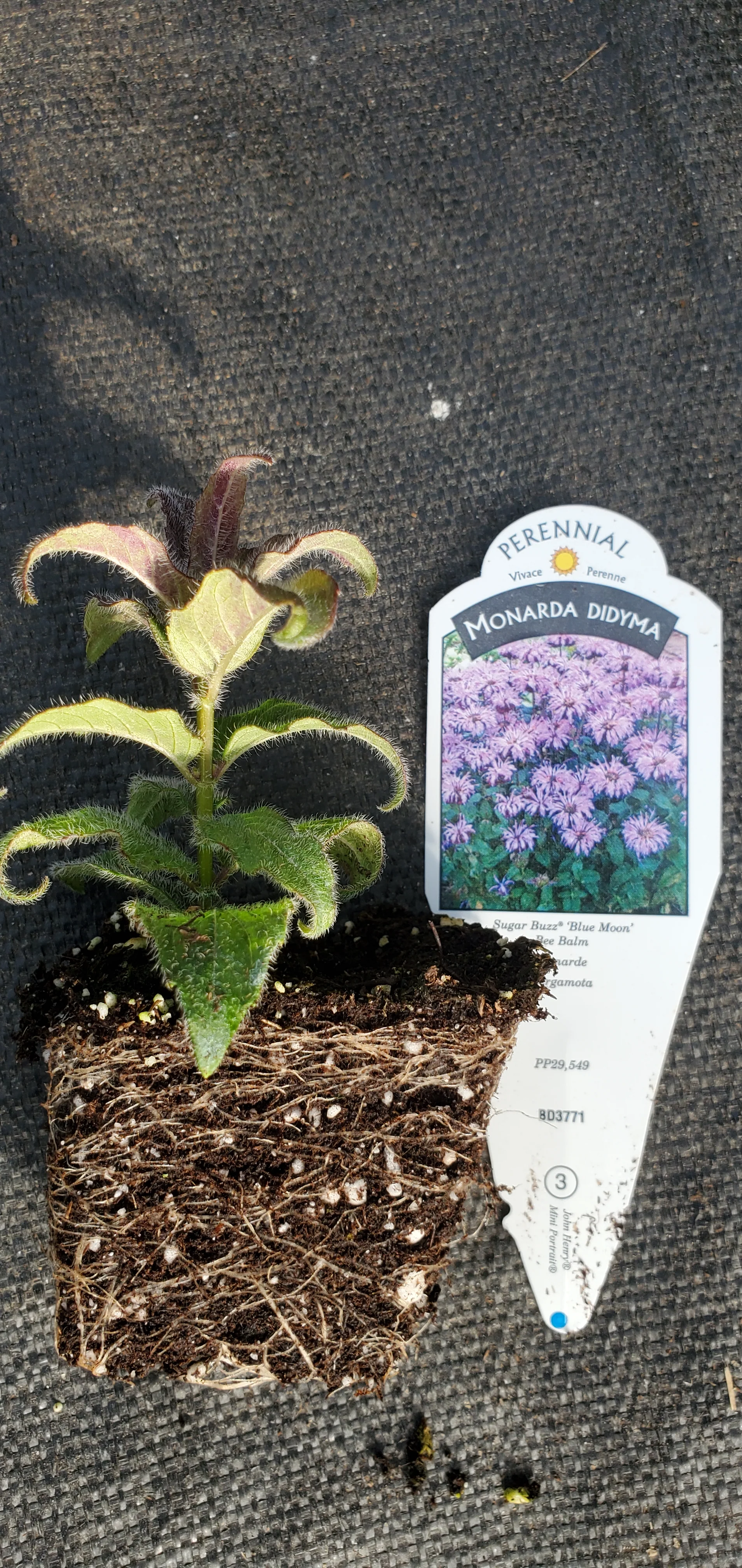 Sugar Buzz Blue Moon Beebalm Monarda Didyma - Image 2