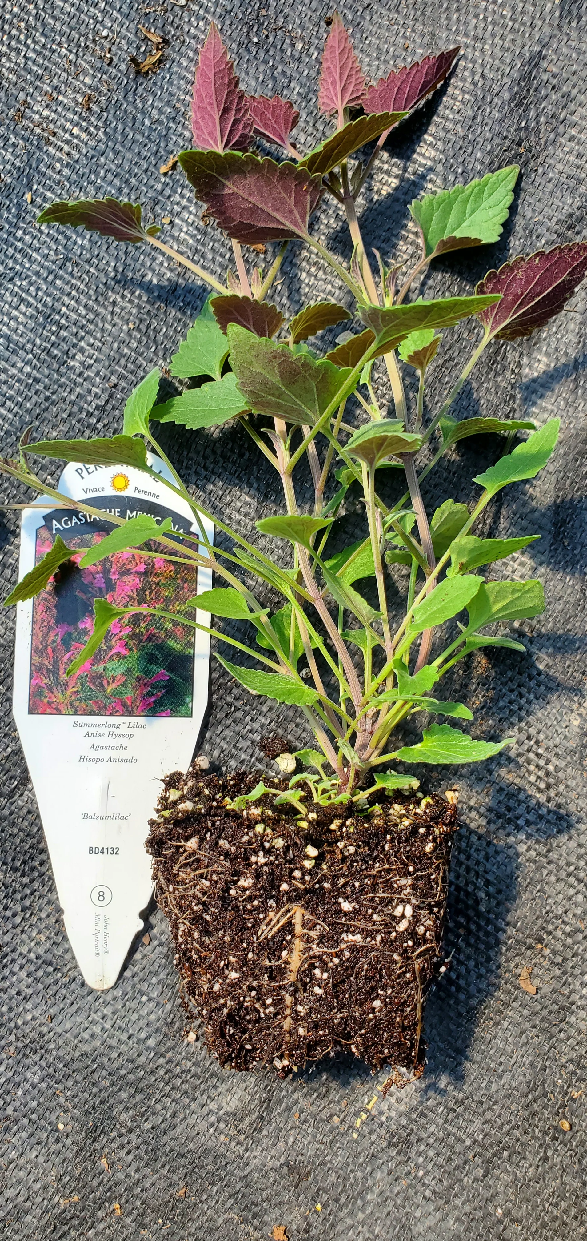 Summerlong Lilac Agastache Mexicana Anise Hyssop - Image 2