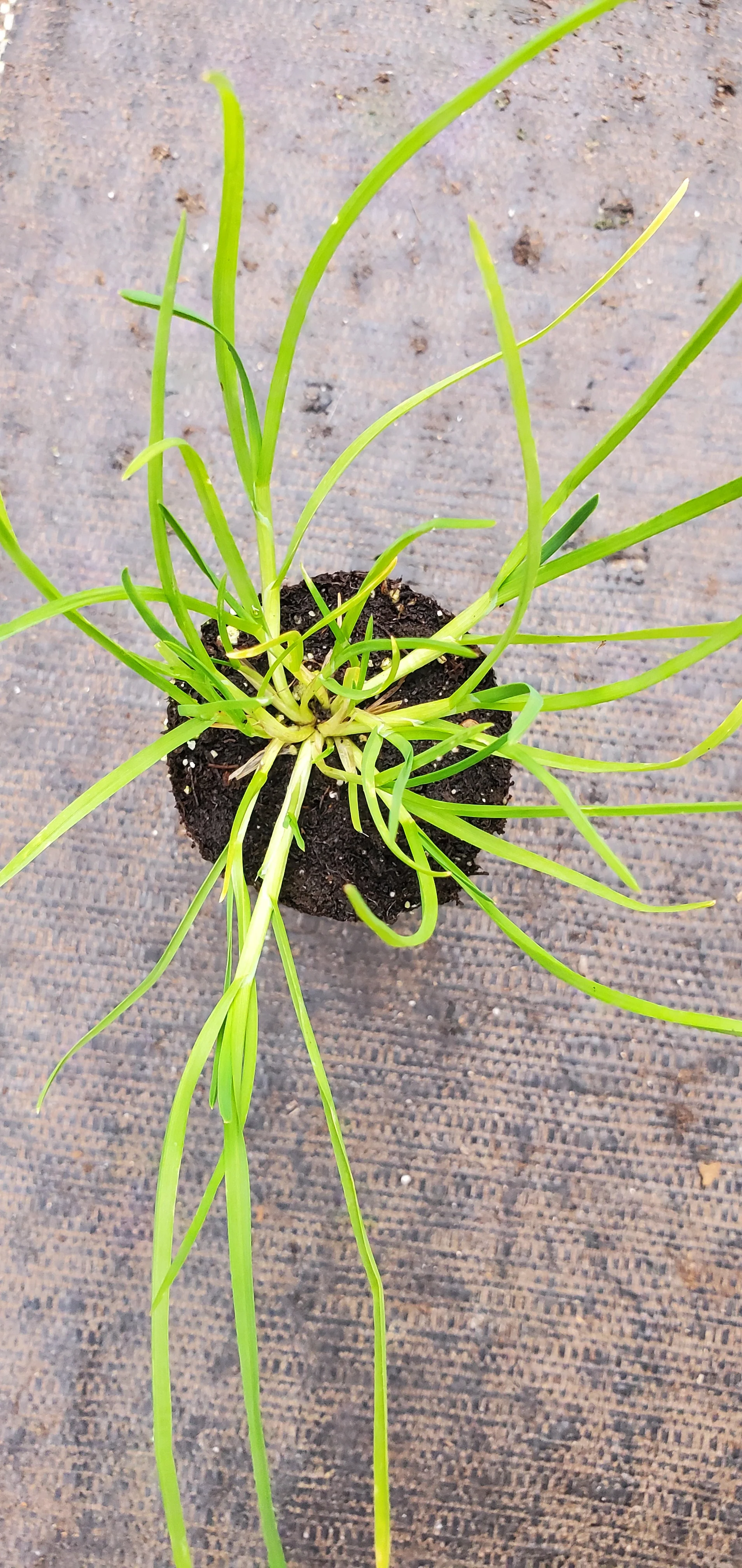 Sweet Grass Anthoxanthum odoratum - Image 2