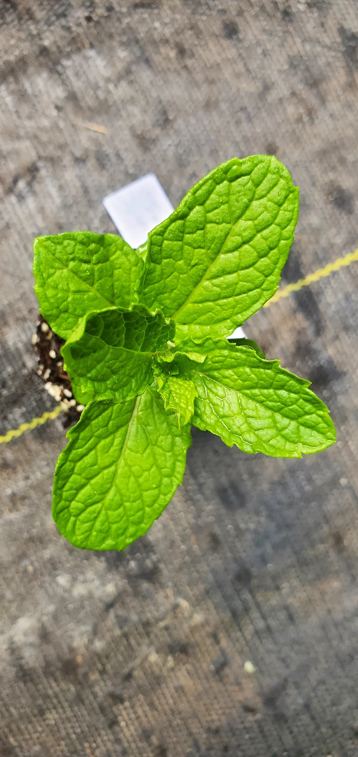 Sweet Mint