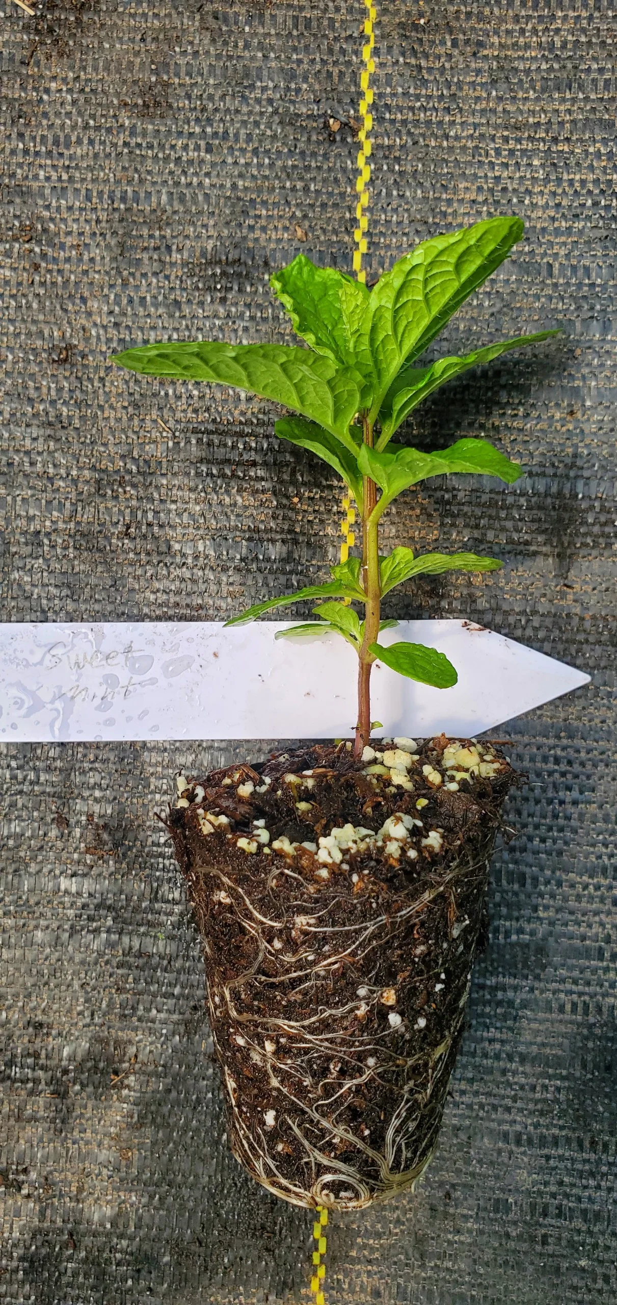 Sweet Mint - Image 2