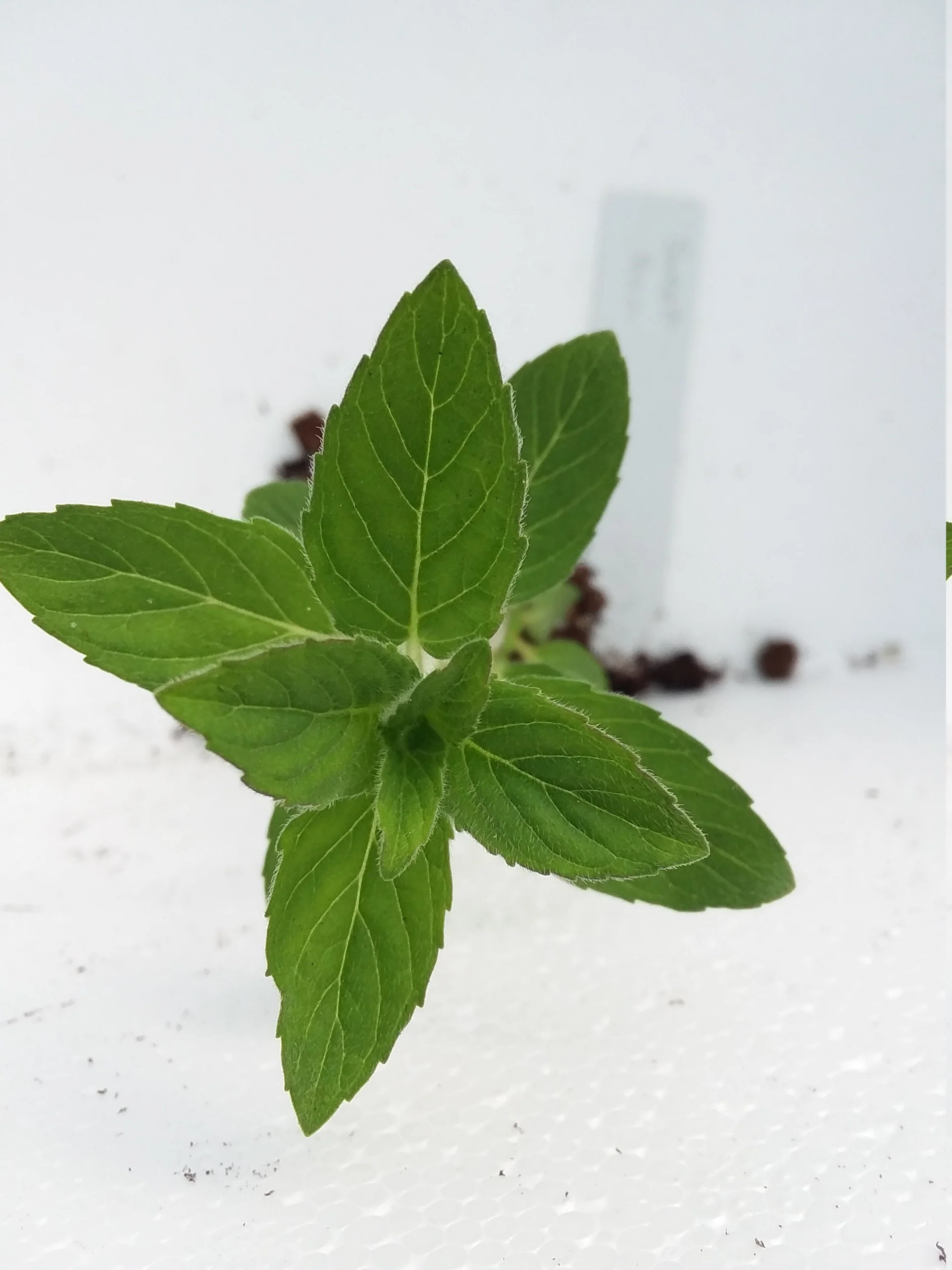 Pear Mint