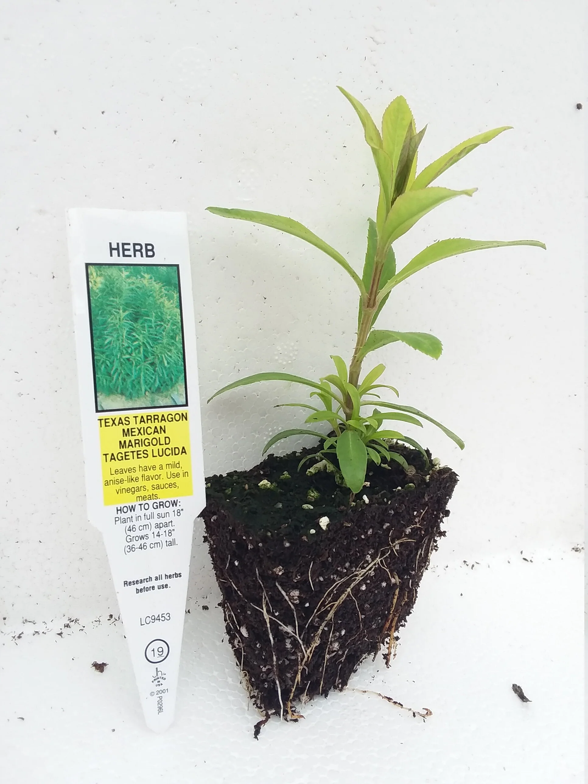 Tagetes Lucida Mexican Tarragon