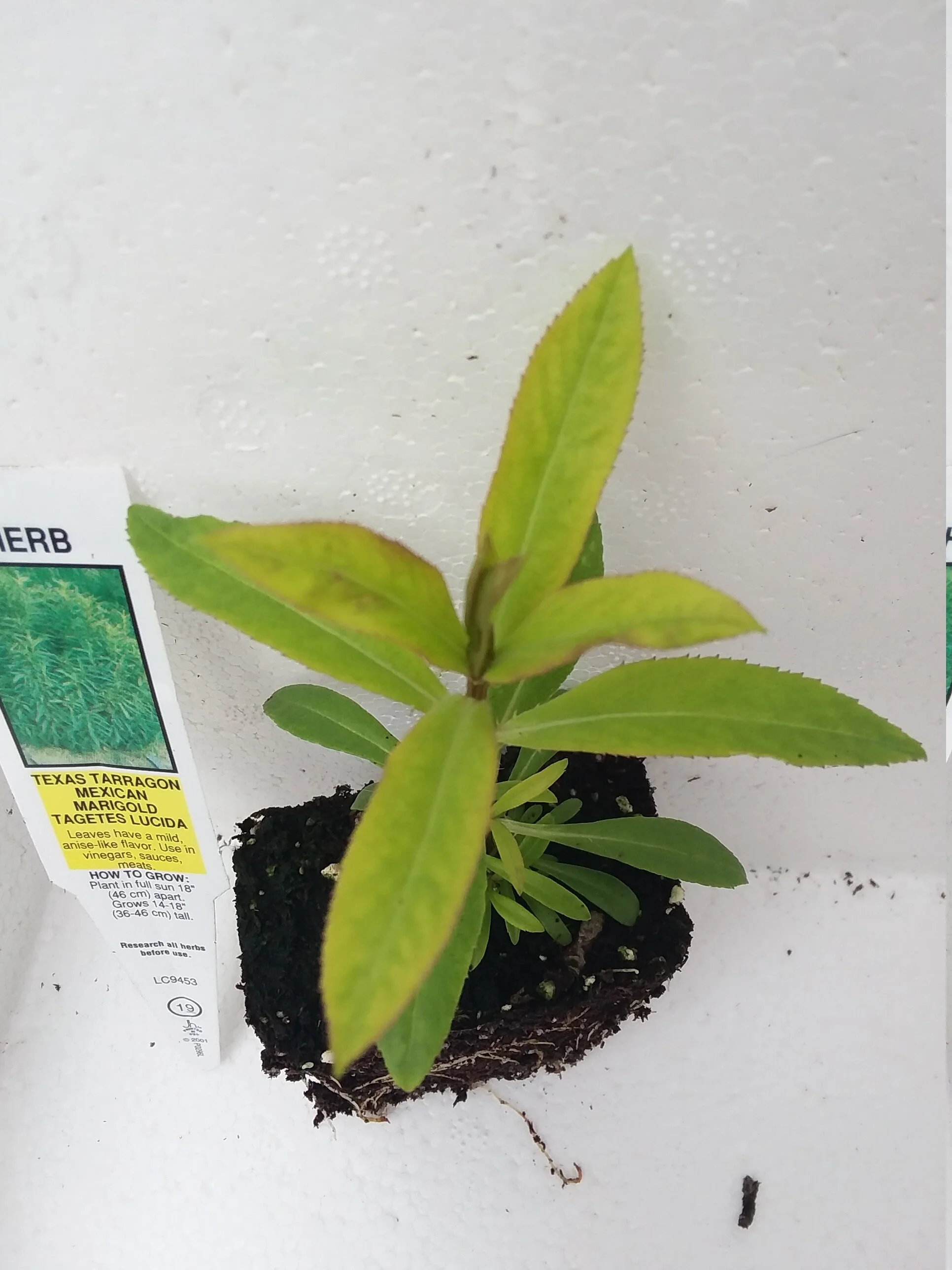 Tagetes Lucida Mexican Tarragon - Image 2