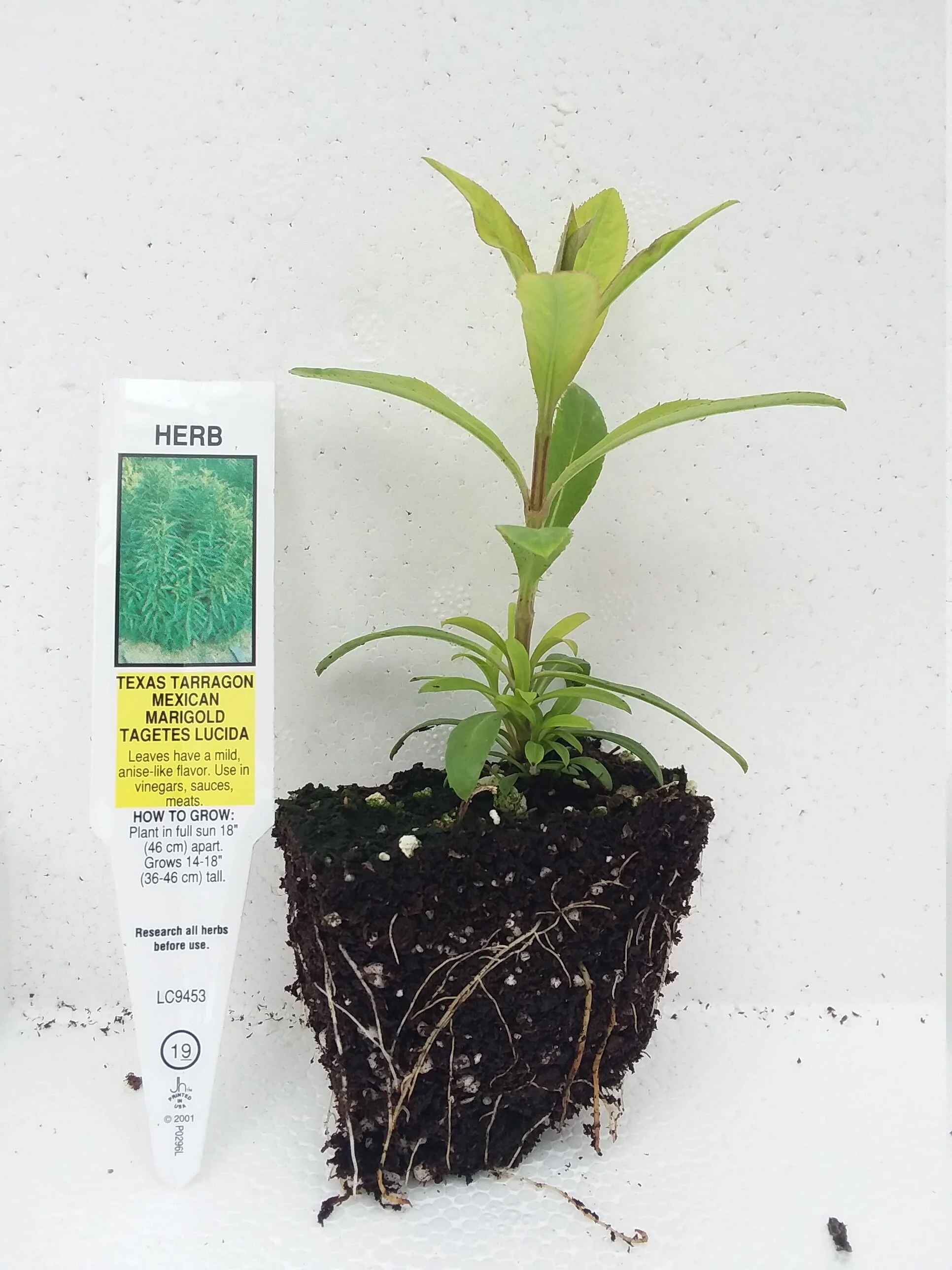 Tagetes Lucida Mexican Tarragon - Image 3