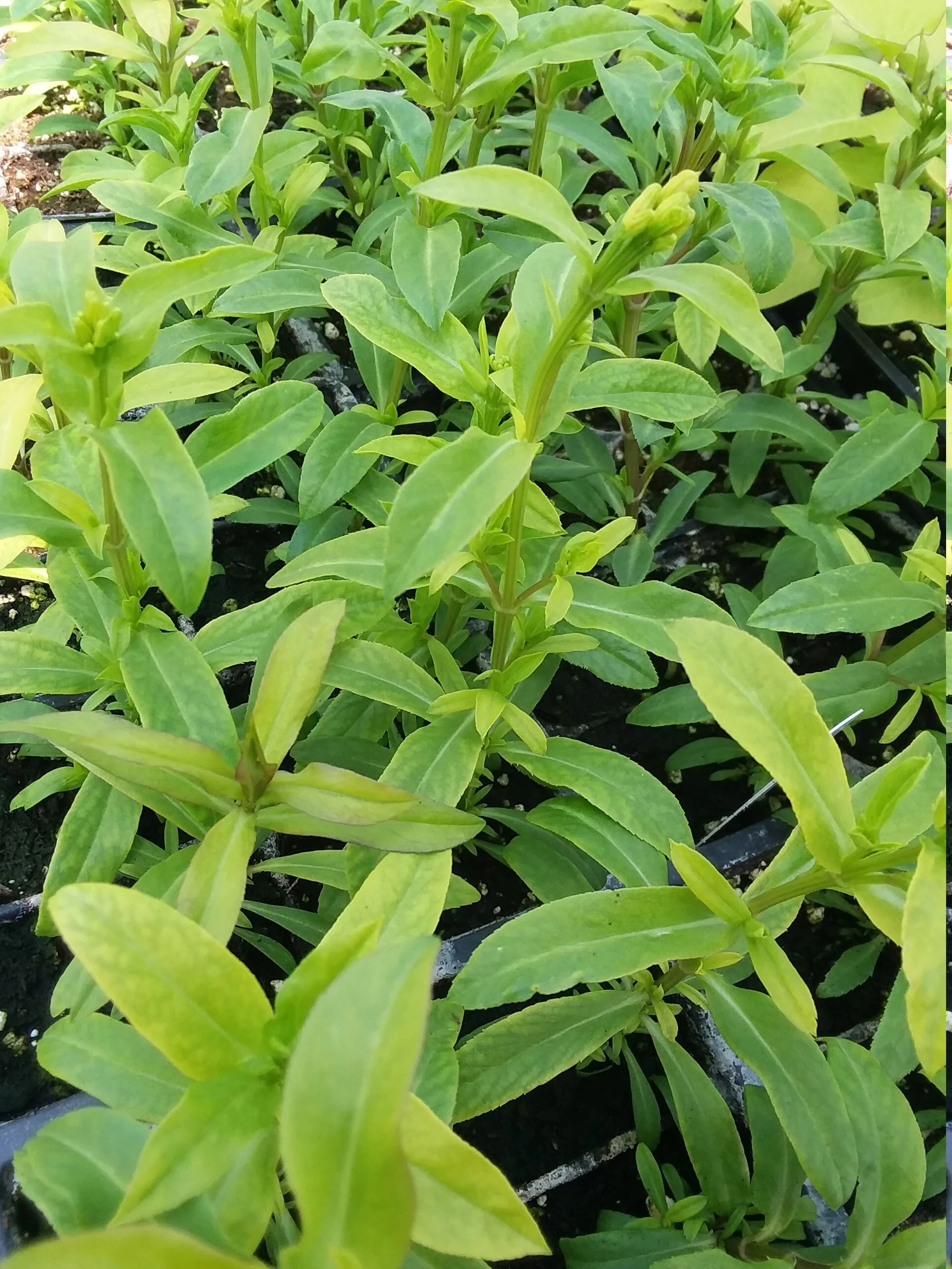 Tagetes Lucida Mexican Tarragon - Image 4
