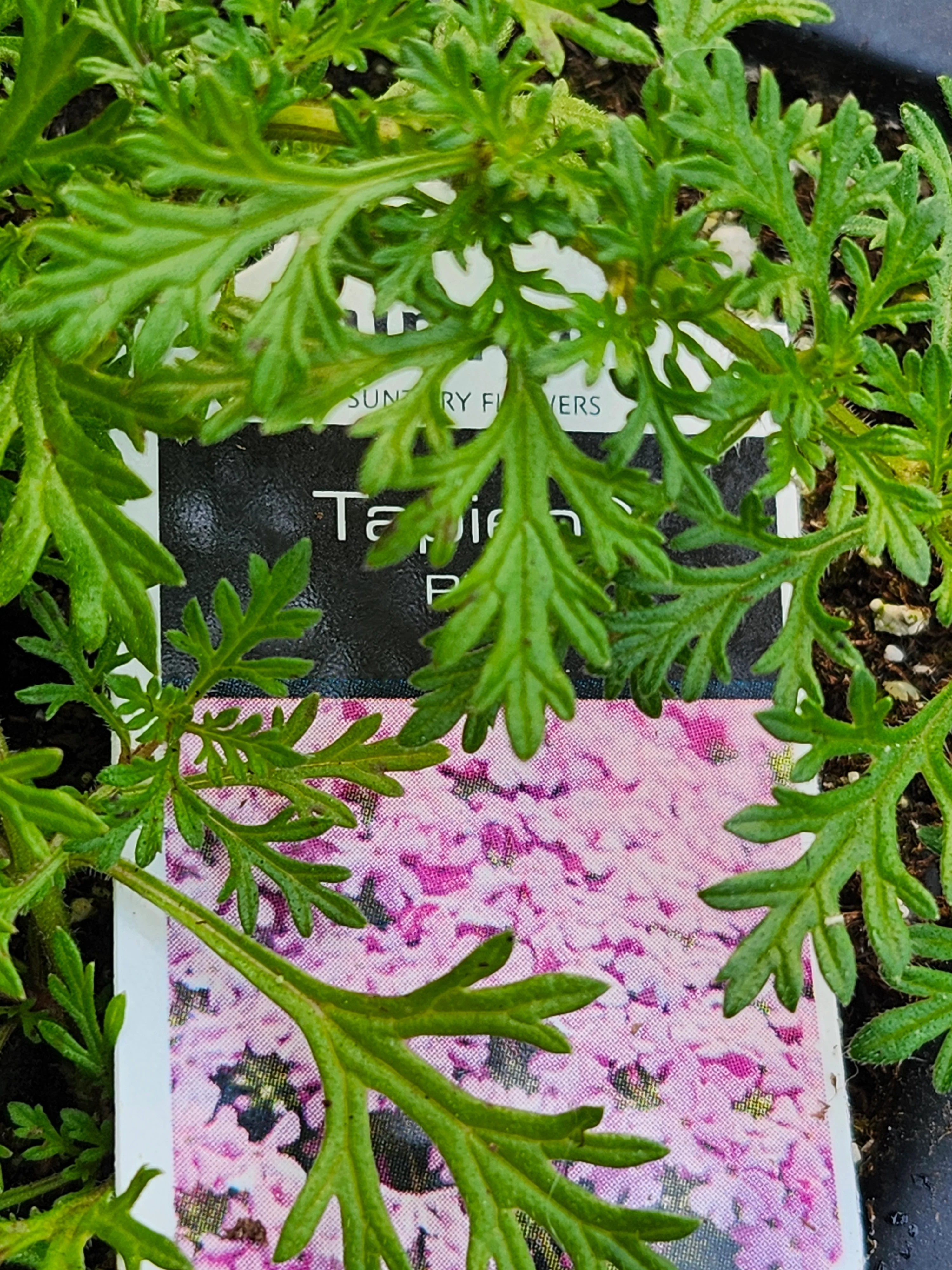 Tapien Pink - Image 2