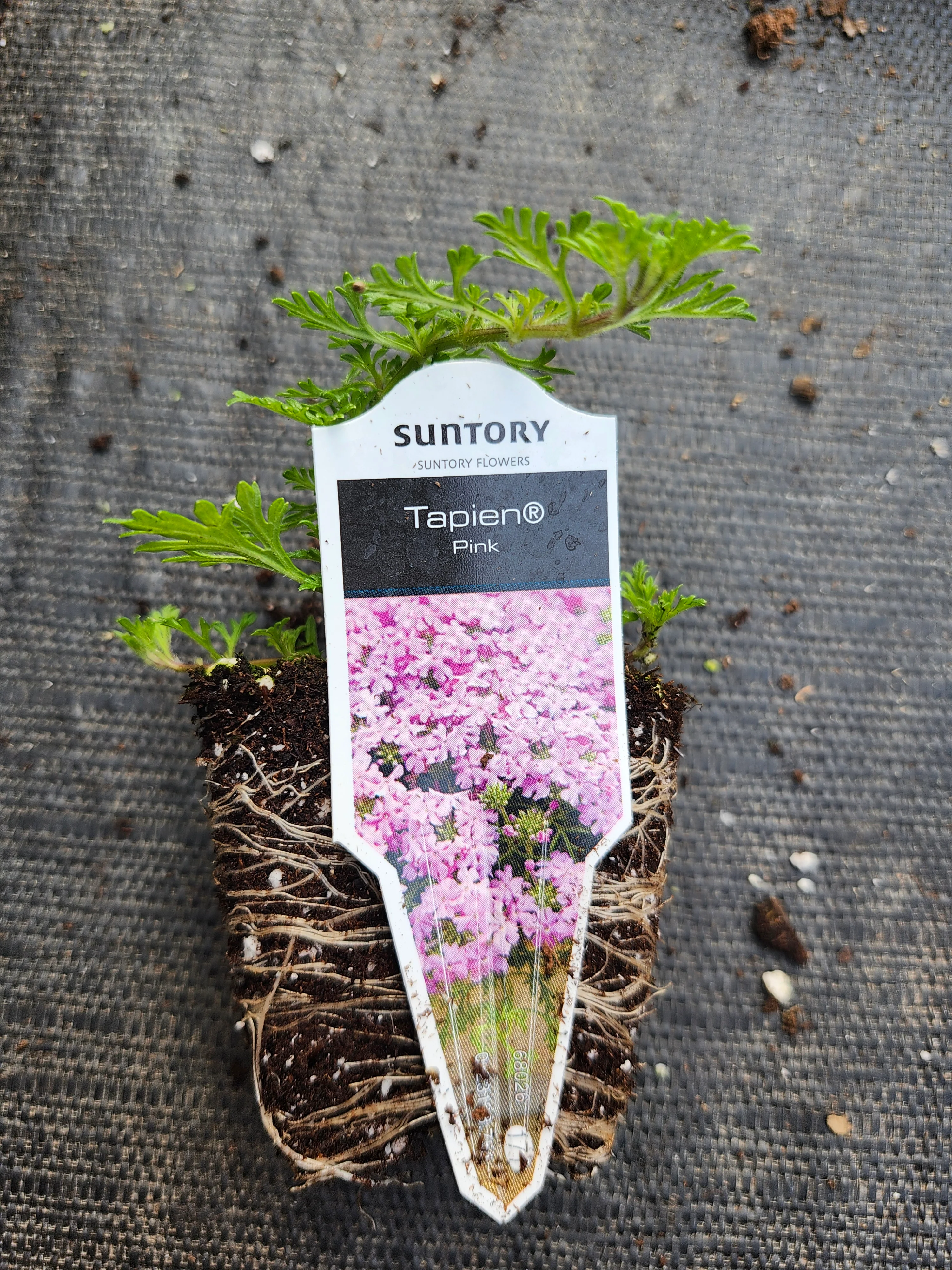 Tapien Pink - Image 3
