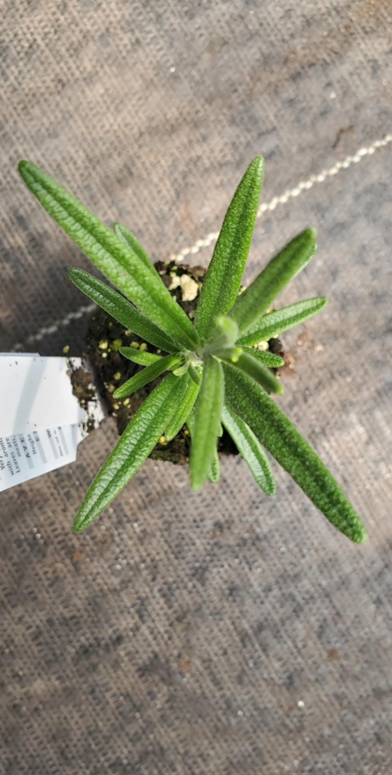 Taurentious Rosemary