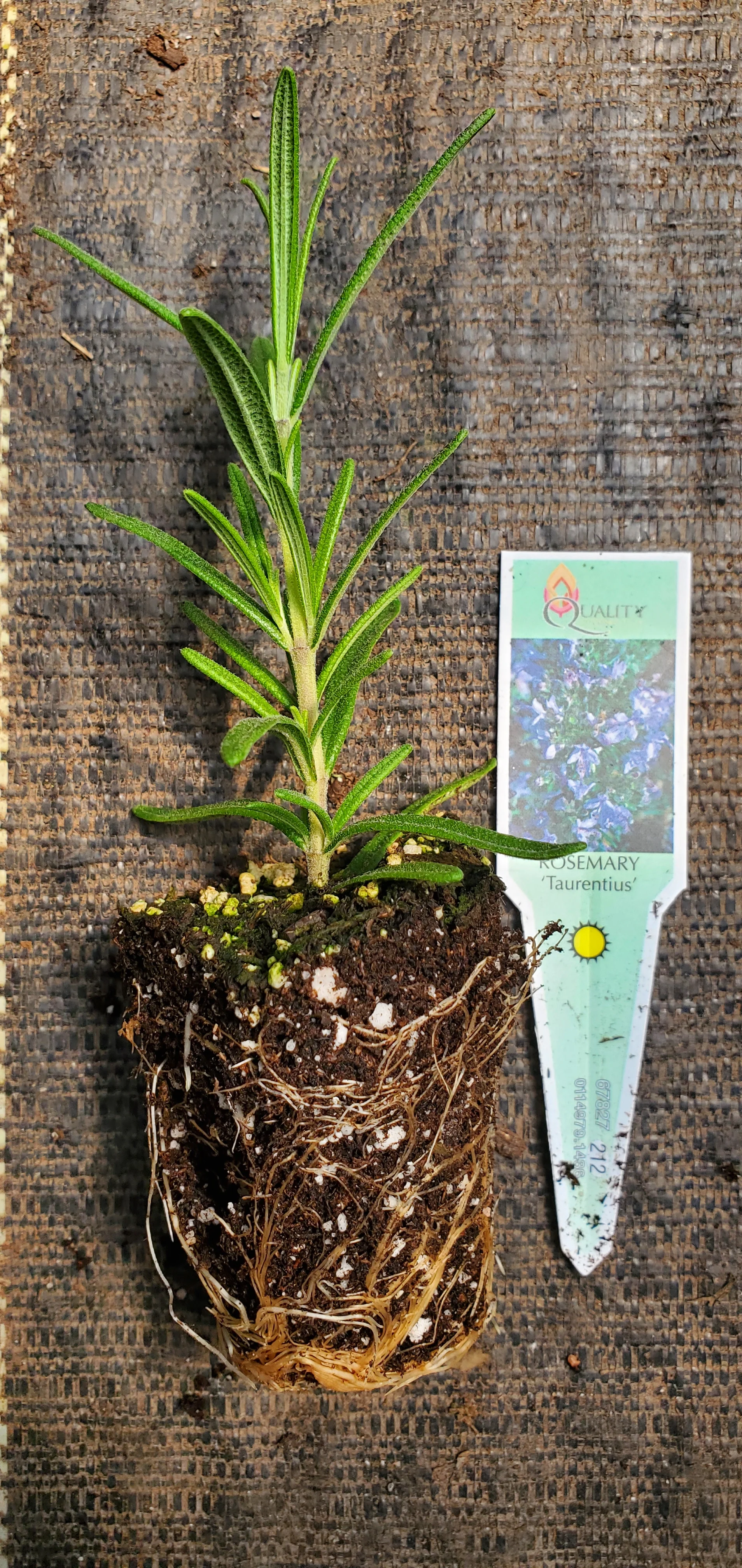 Taurentious Rosemary - Image 2
