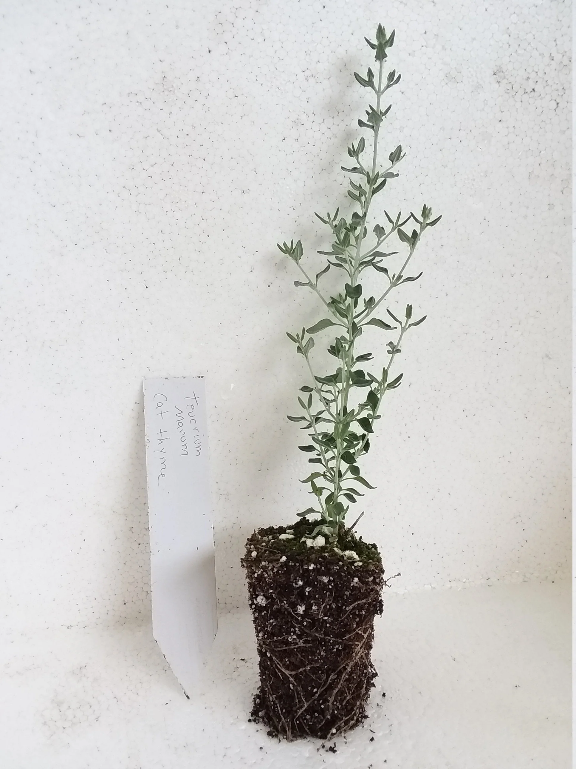 Teucrium marum Cat Thyme