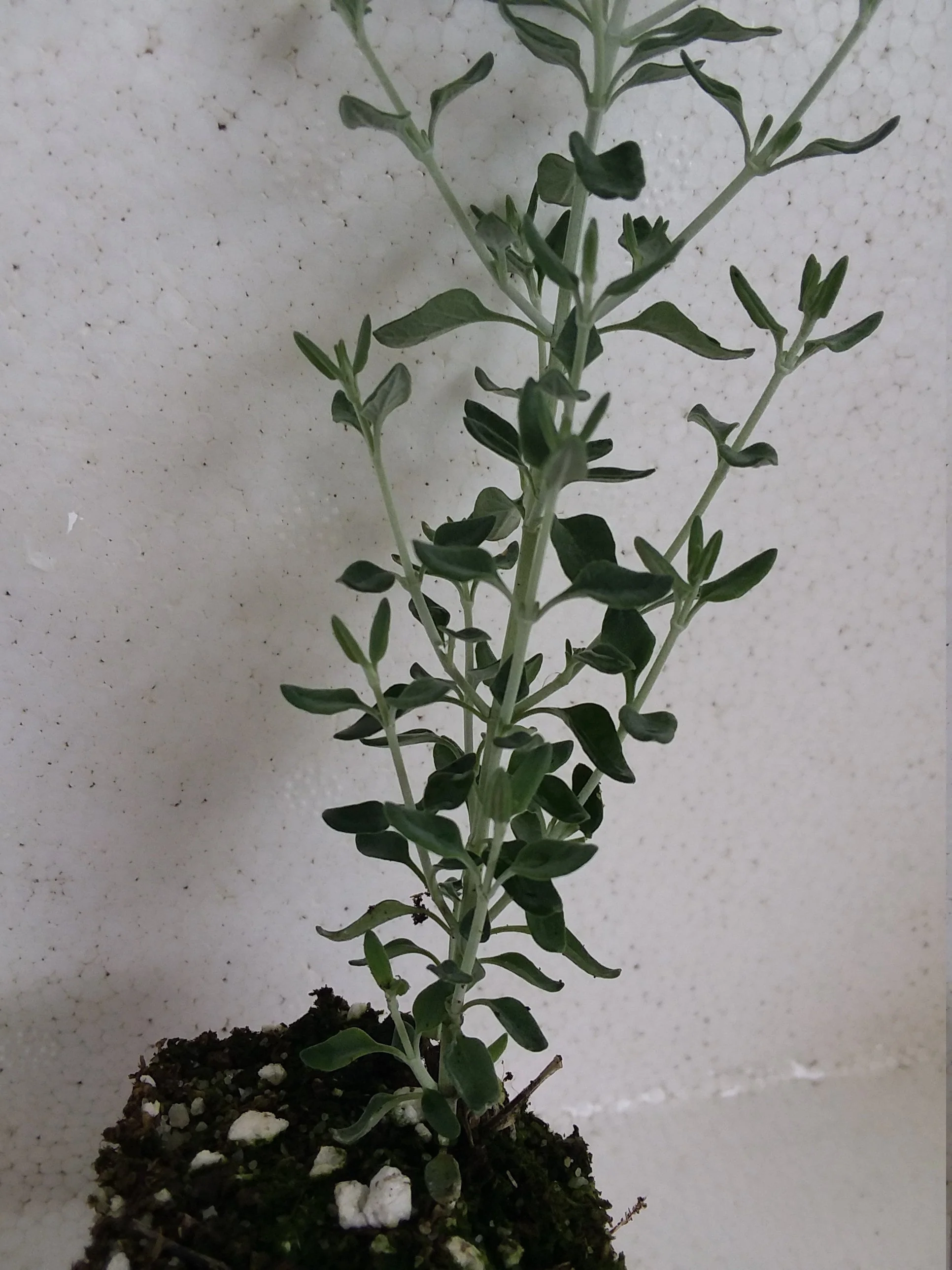 Teucrium marum Cat Thyme - Image 2