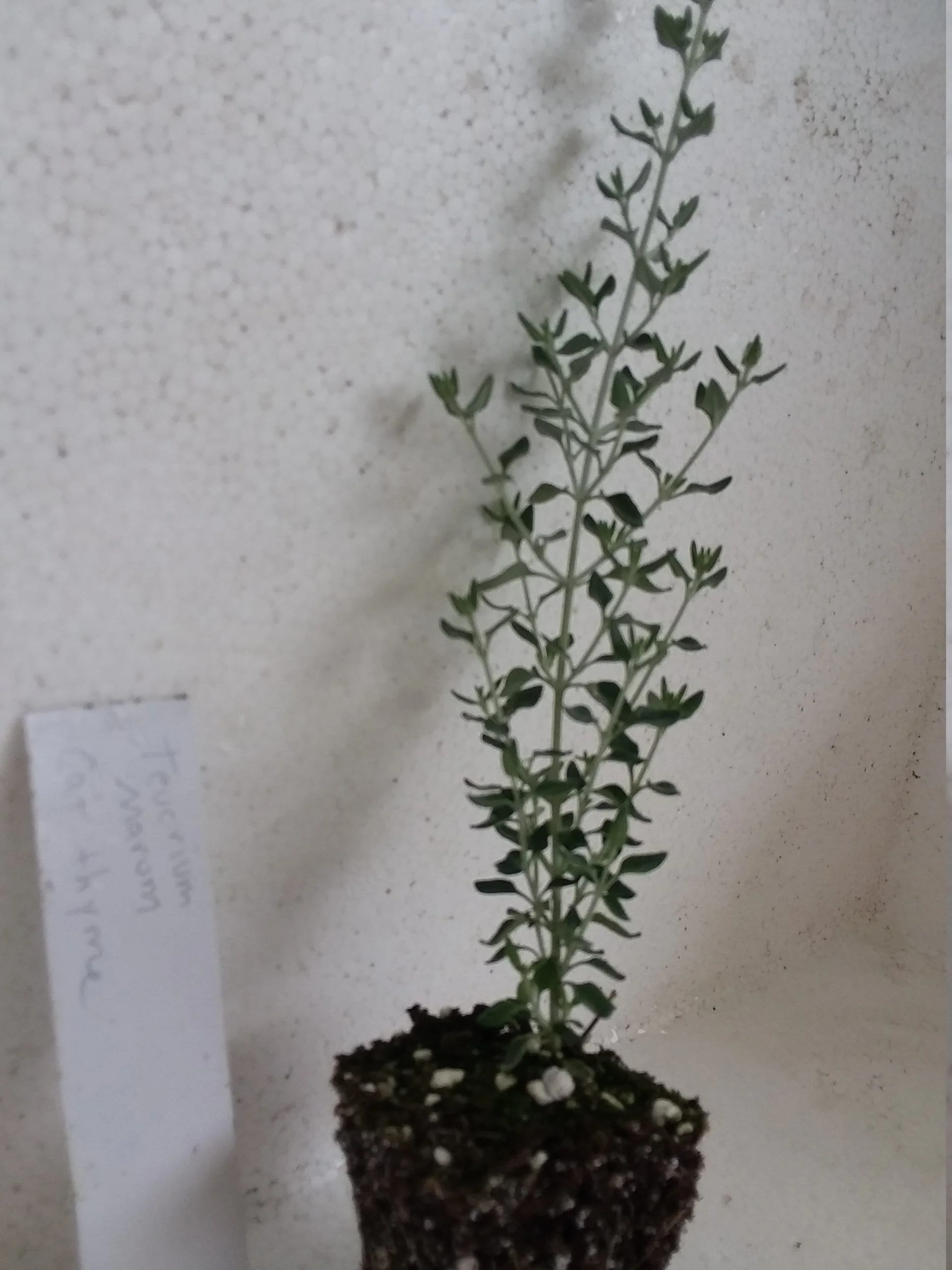 Teucrium marum Cat Thyme - Image 3