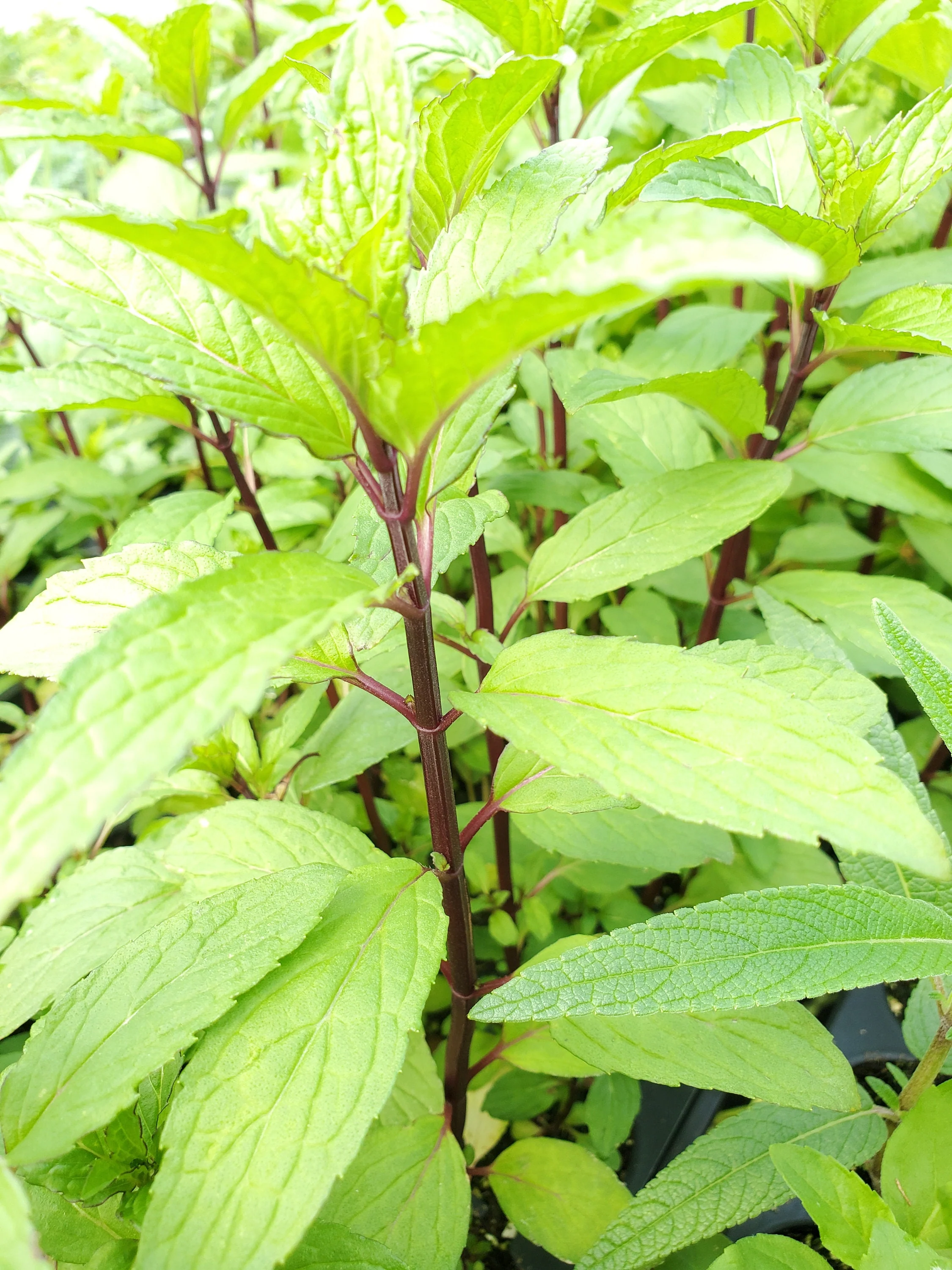 Thai Mint Mentha arvensis