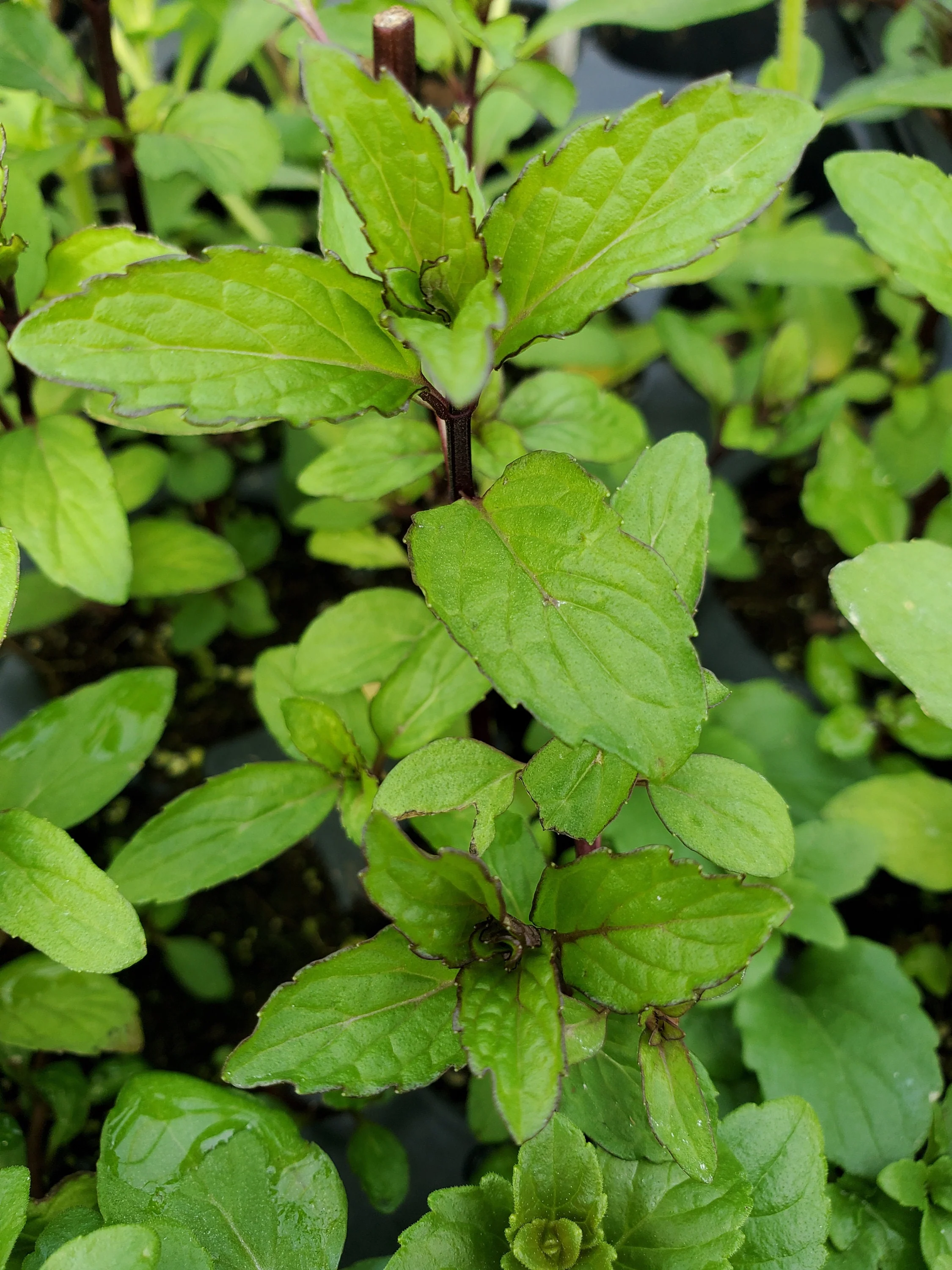 Thai Mint Mentha arvensis - Image 2
