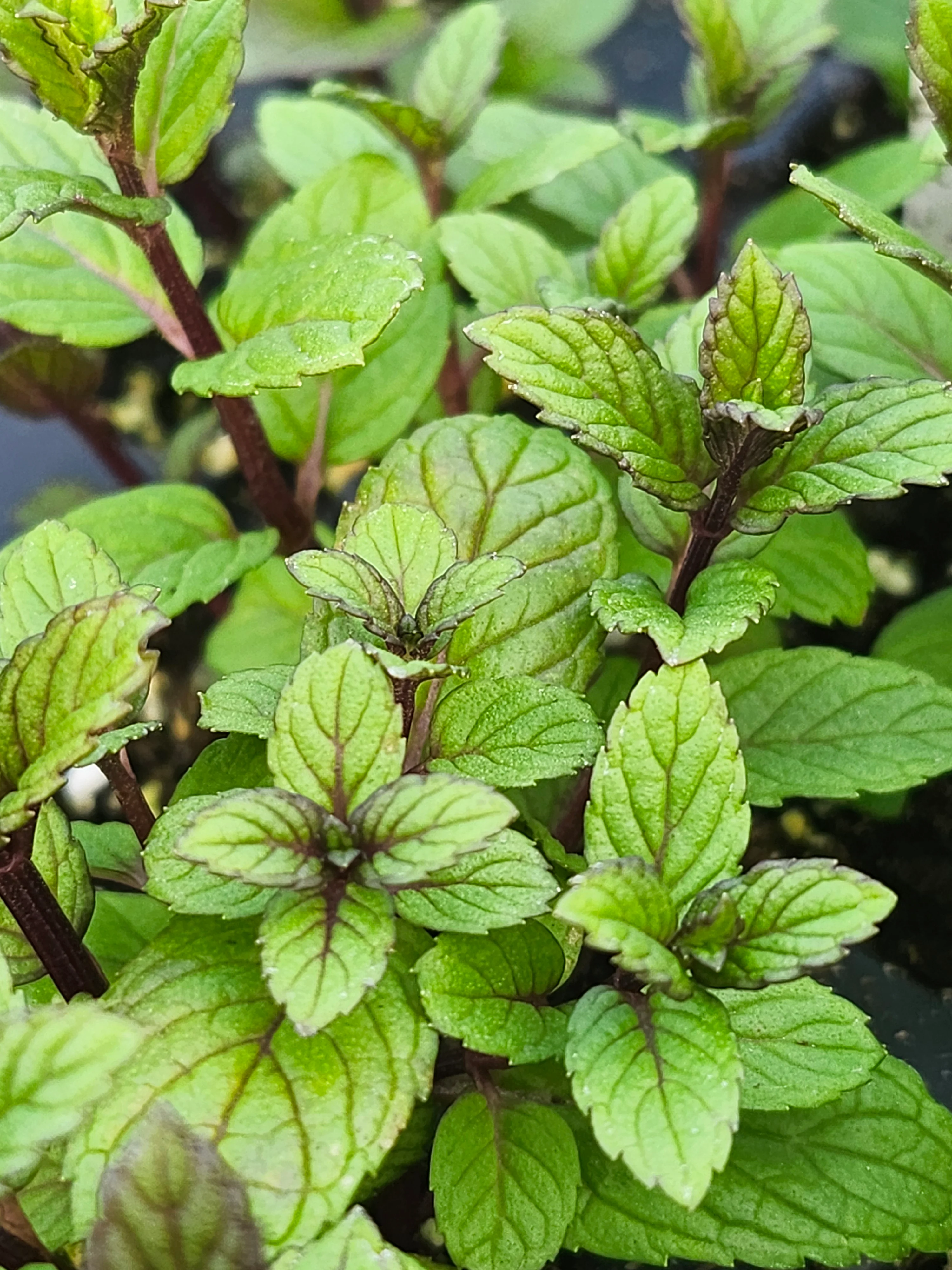 'Best' Spearmint