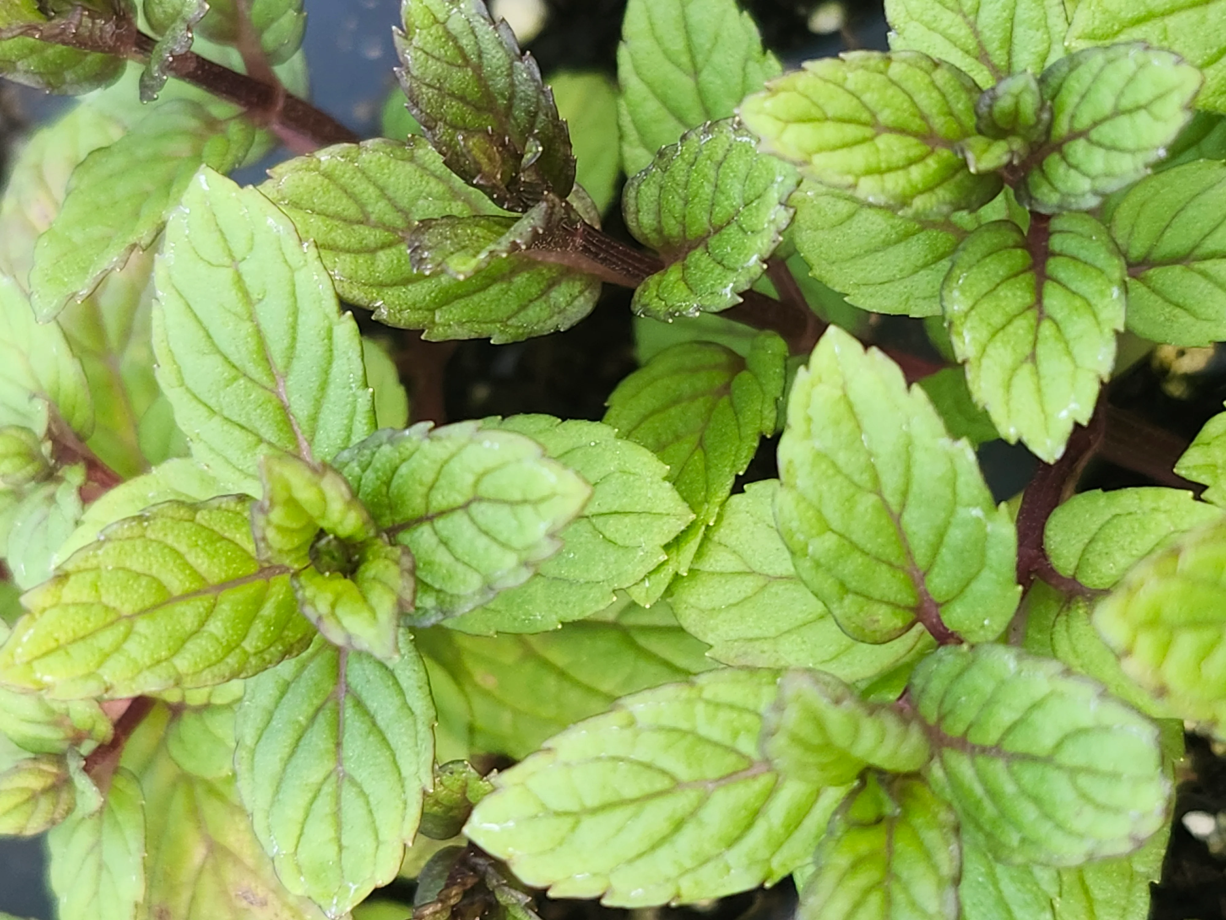 'Best' Spearmint - Image 2
