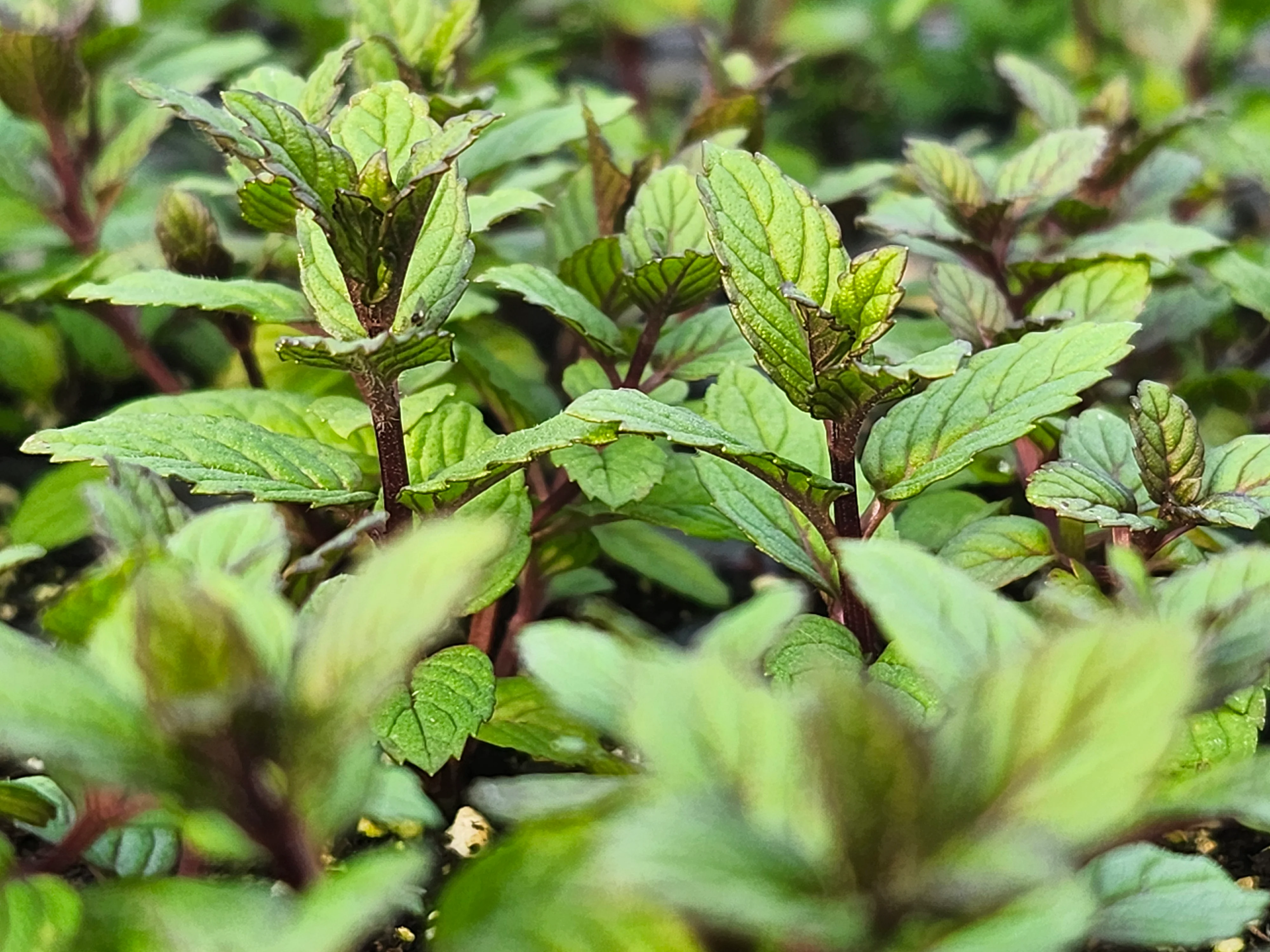 'Best' Spearmint - Image 3