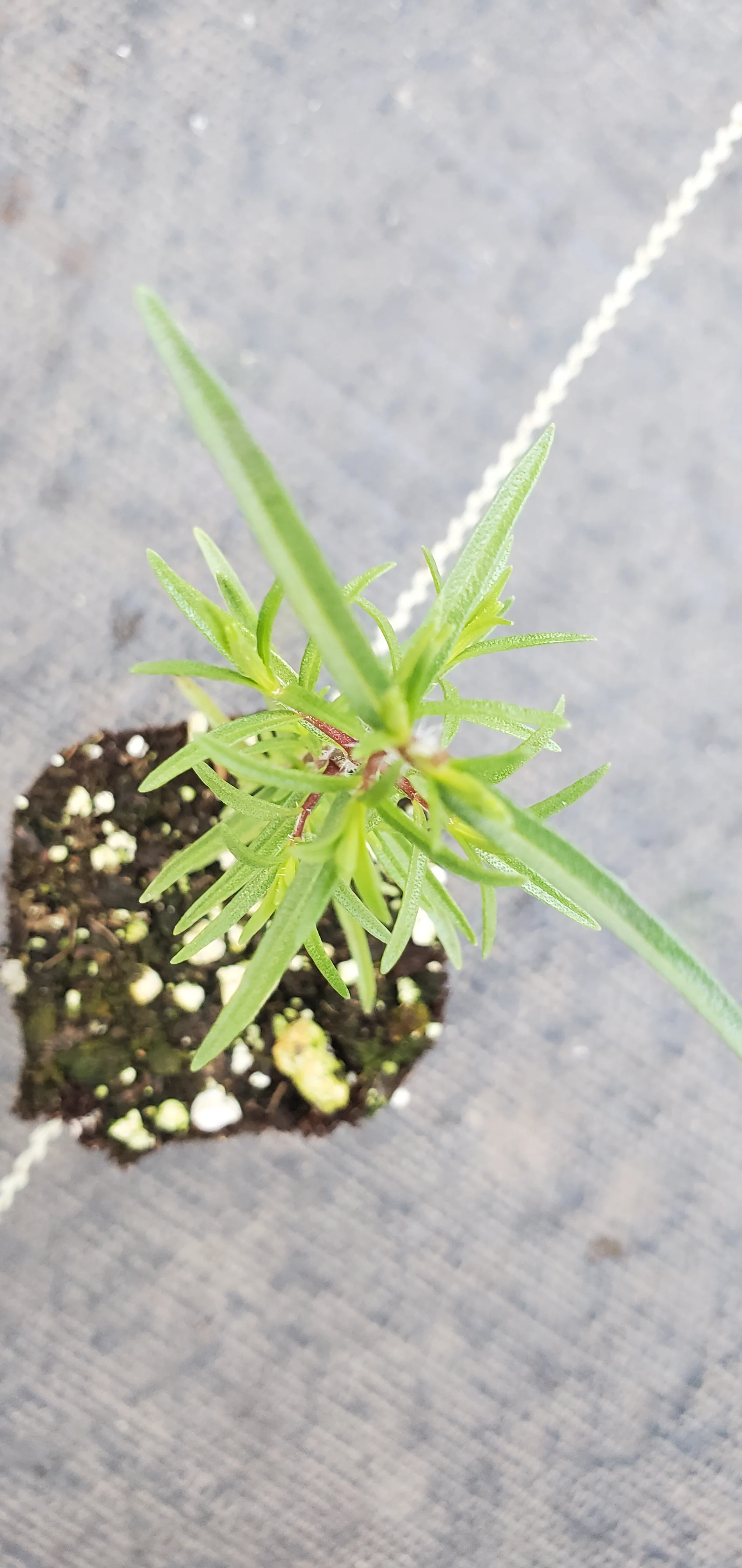 Thymbra Spicata
