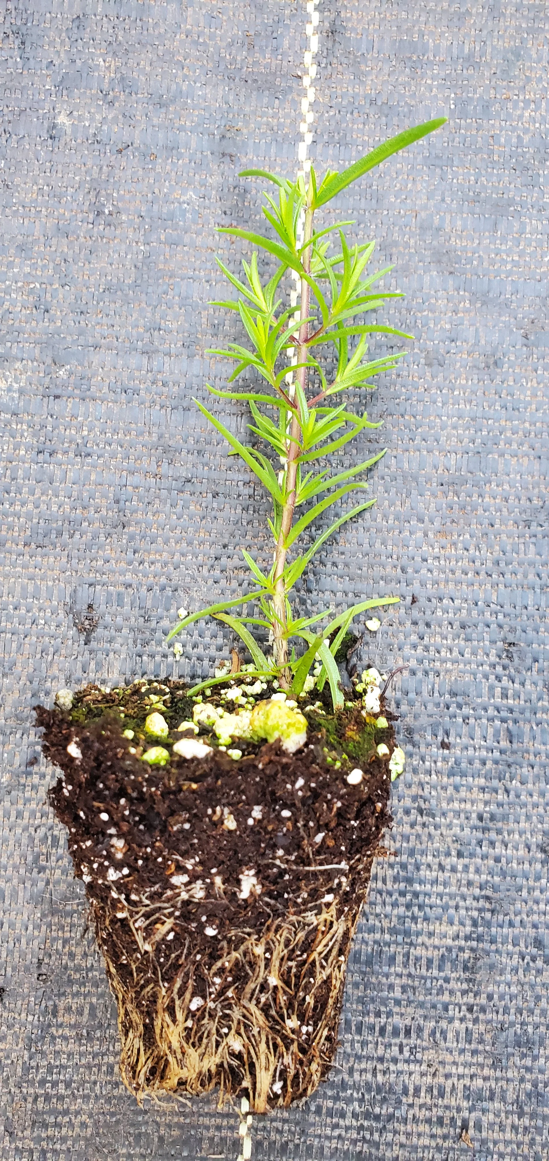 Thymbra Spicata - Image 2