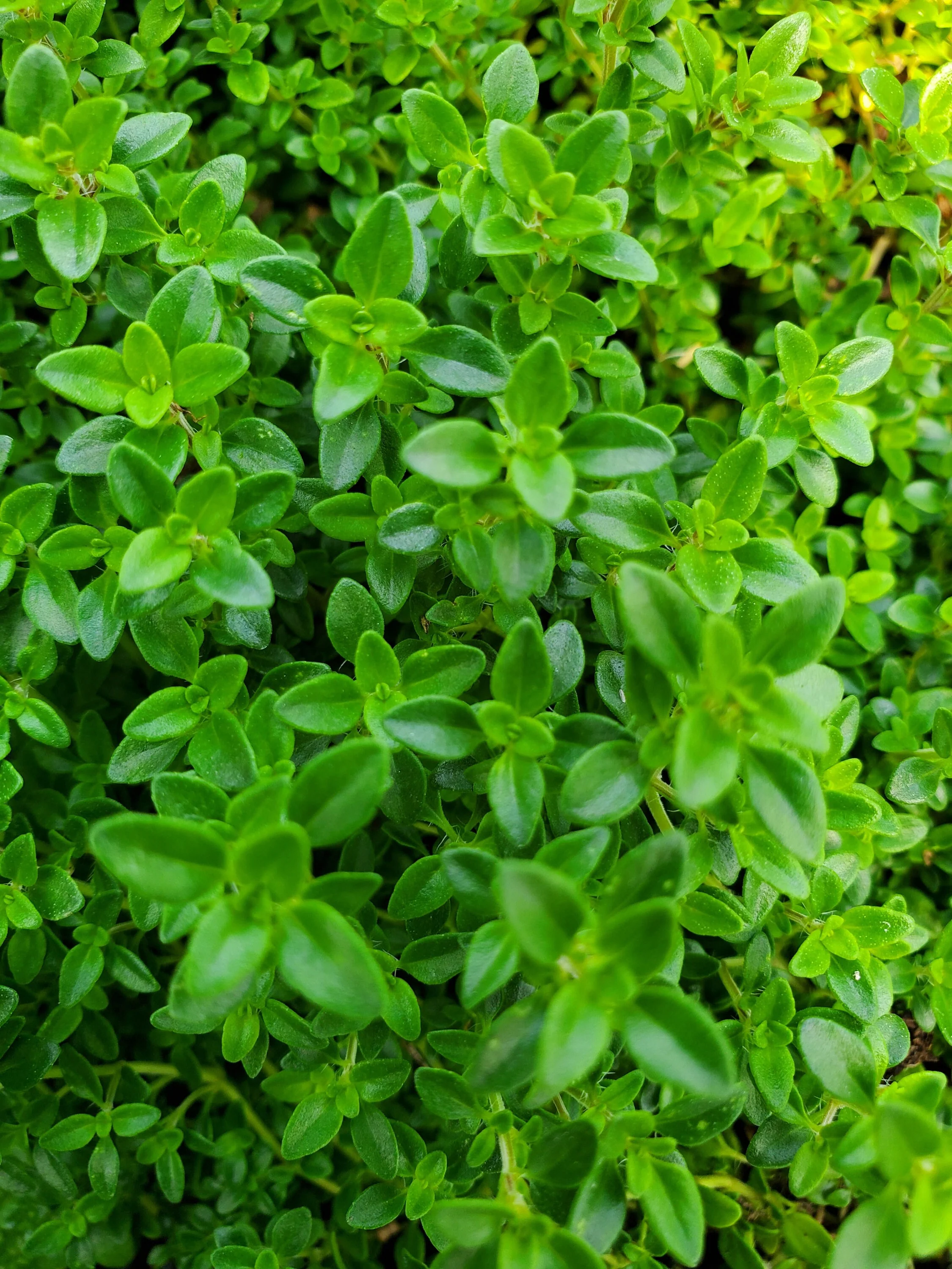 Thyme Archer's Gold *