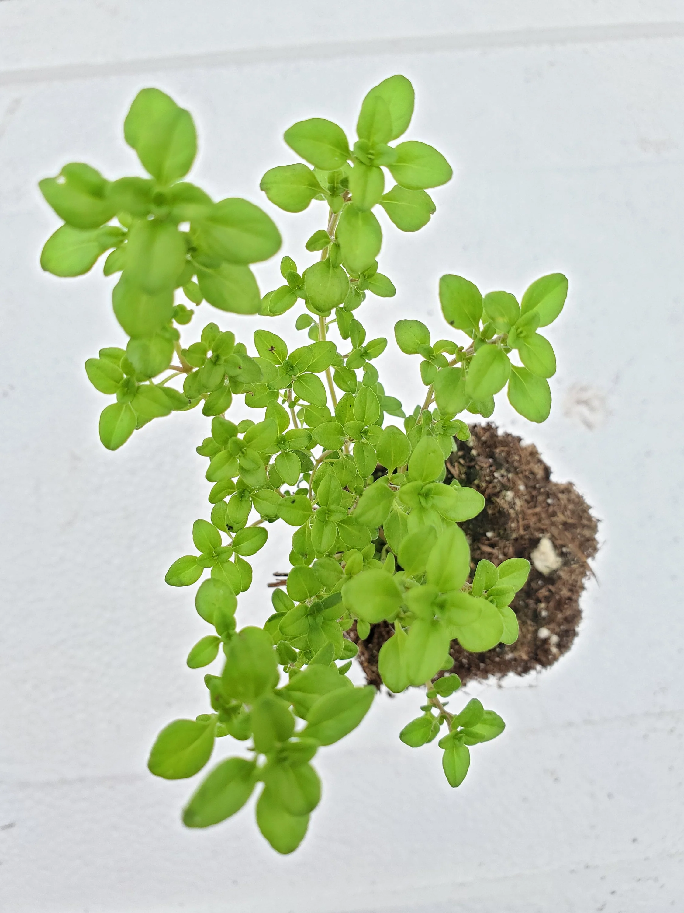 Thyme Archer's Gold * - Image 2