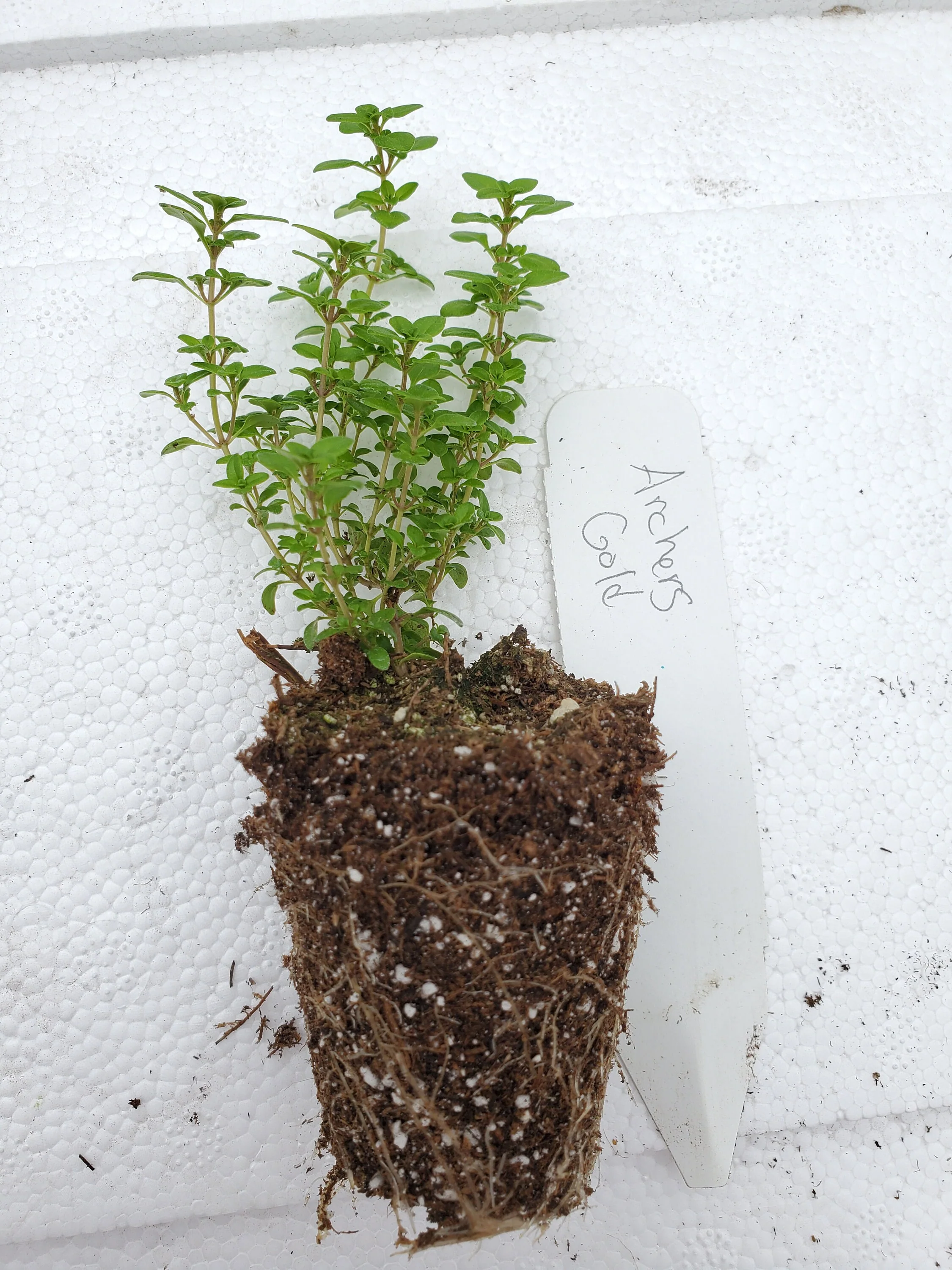 Thyme Archer's Gold * - Image 3