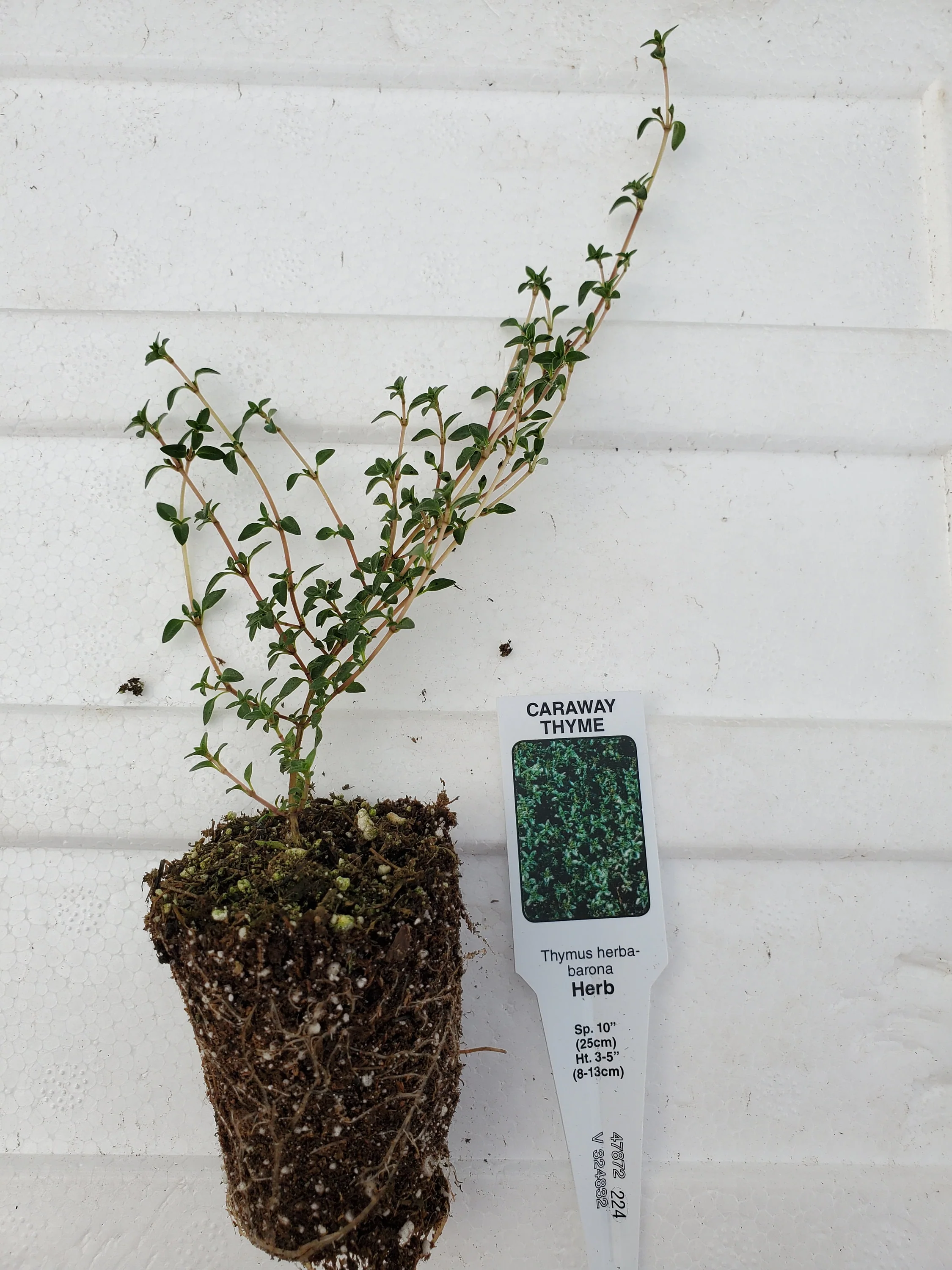 Thyme Caraway - Image 2