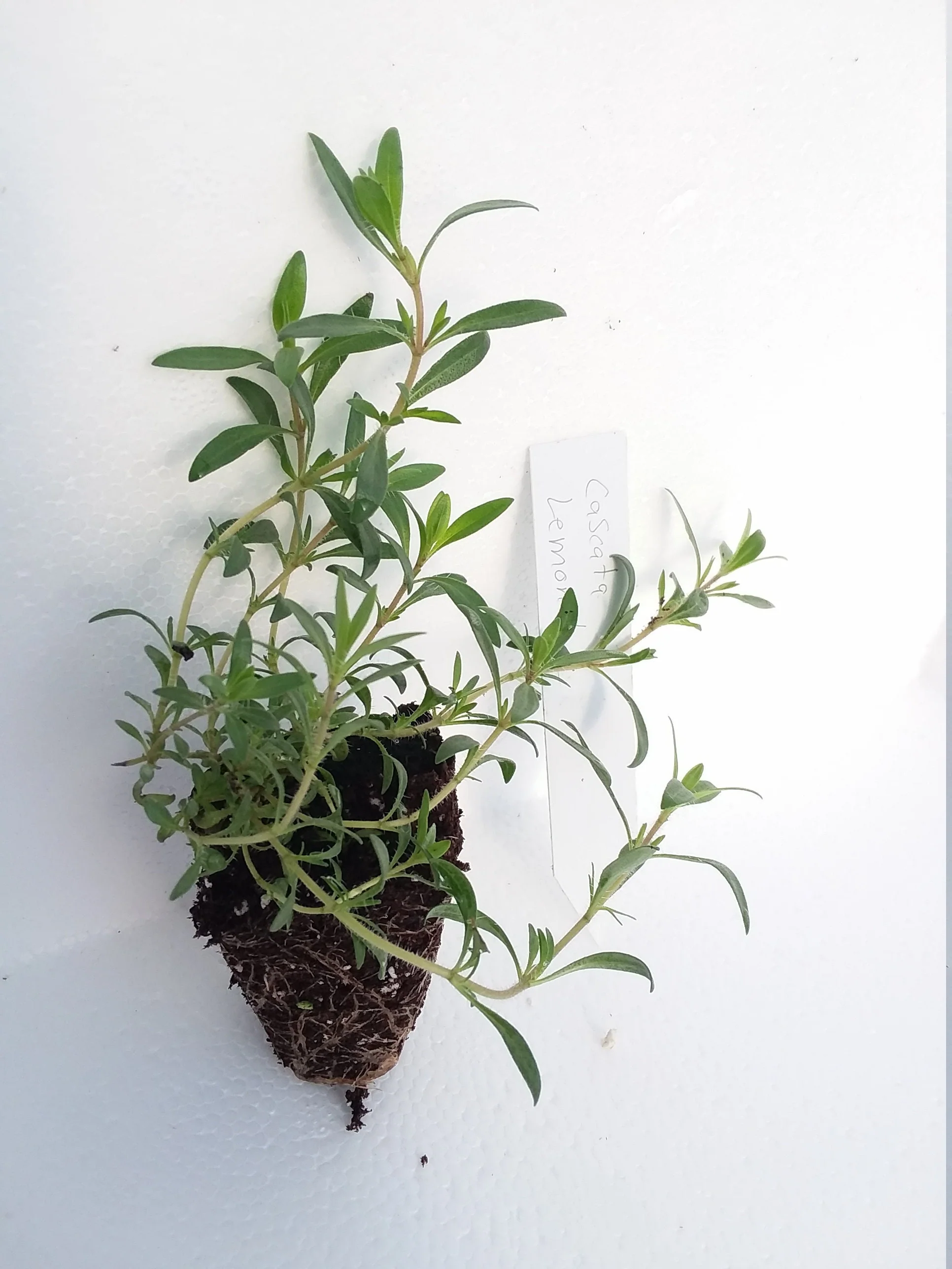 Thyme Cascada Lemonade - Image 2