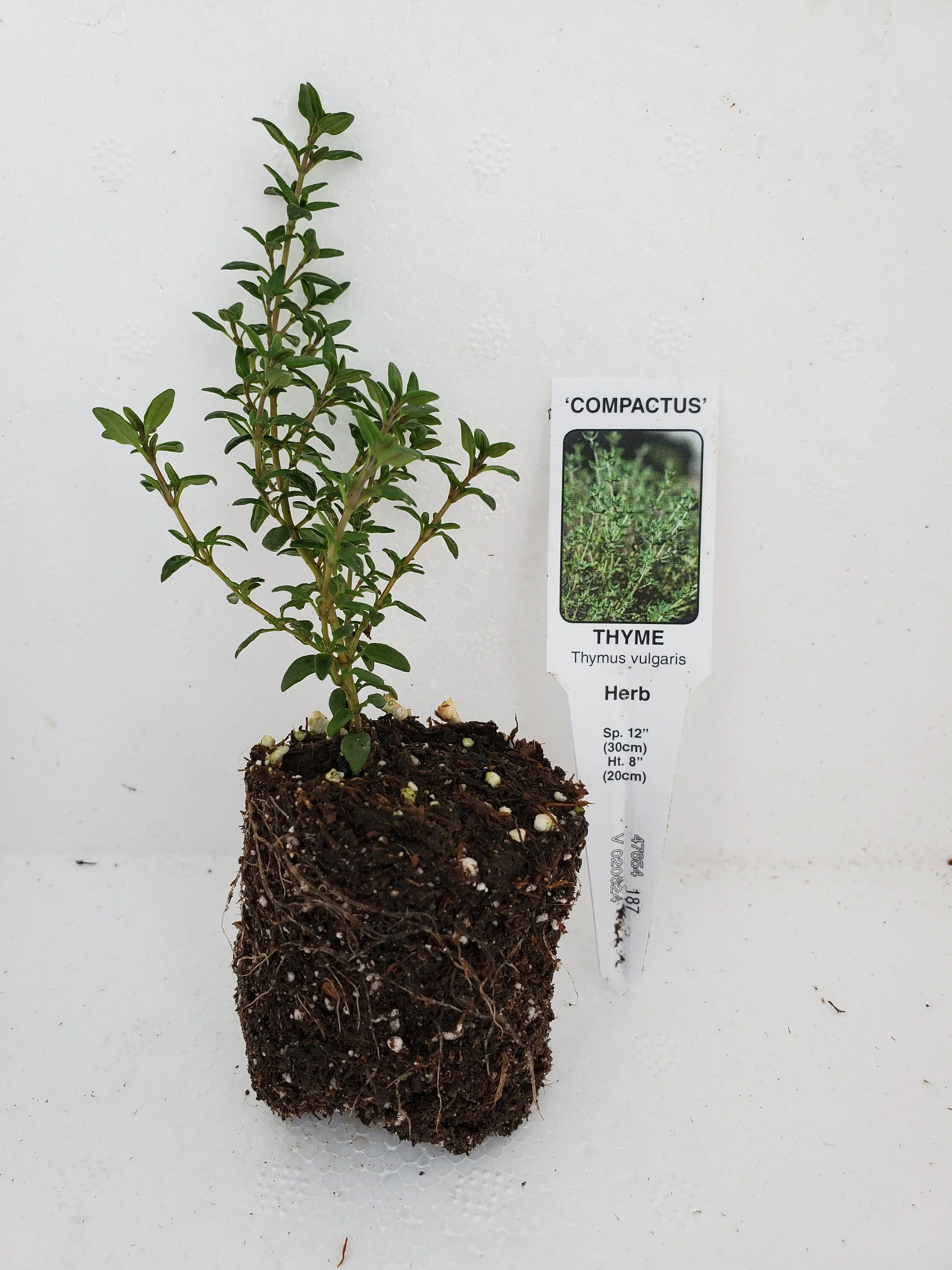 Thyme Compactus - Image 2