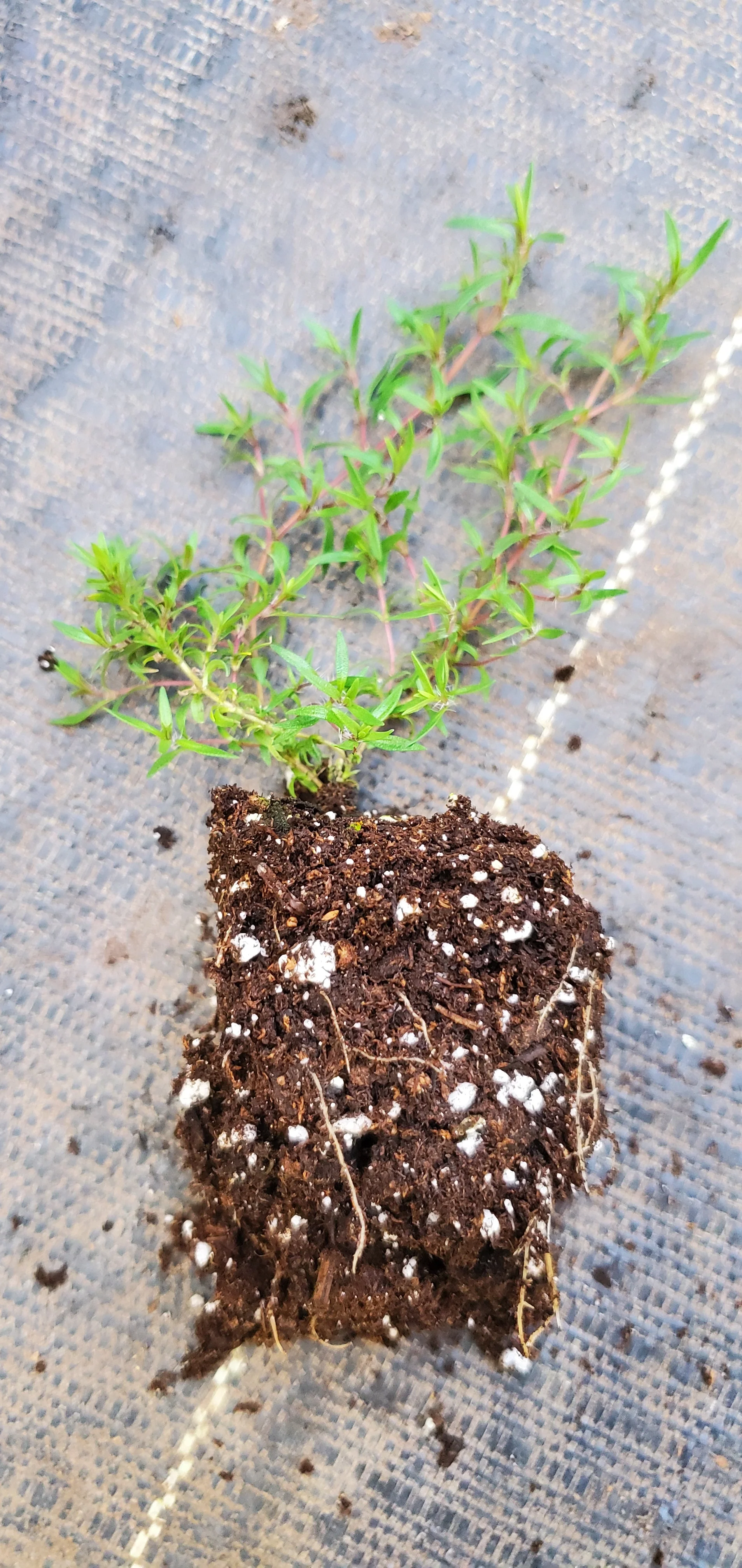 Thyme Dzevanovskyi Blueberry - Image 2