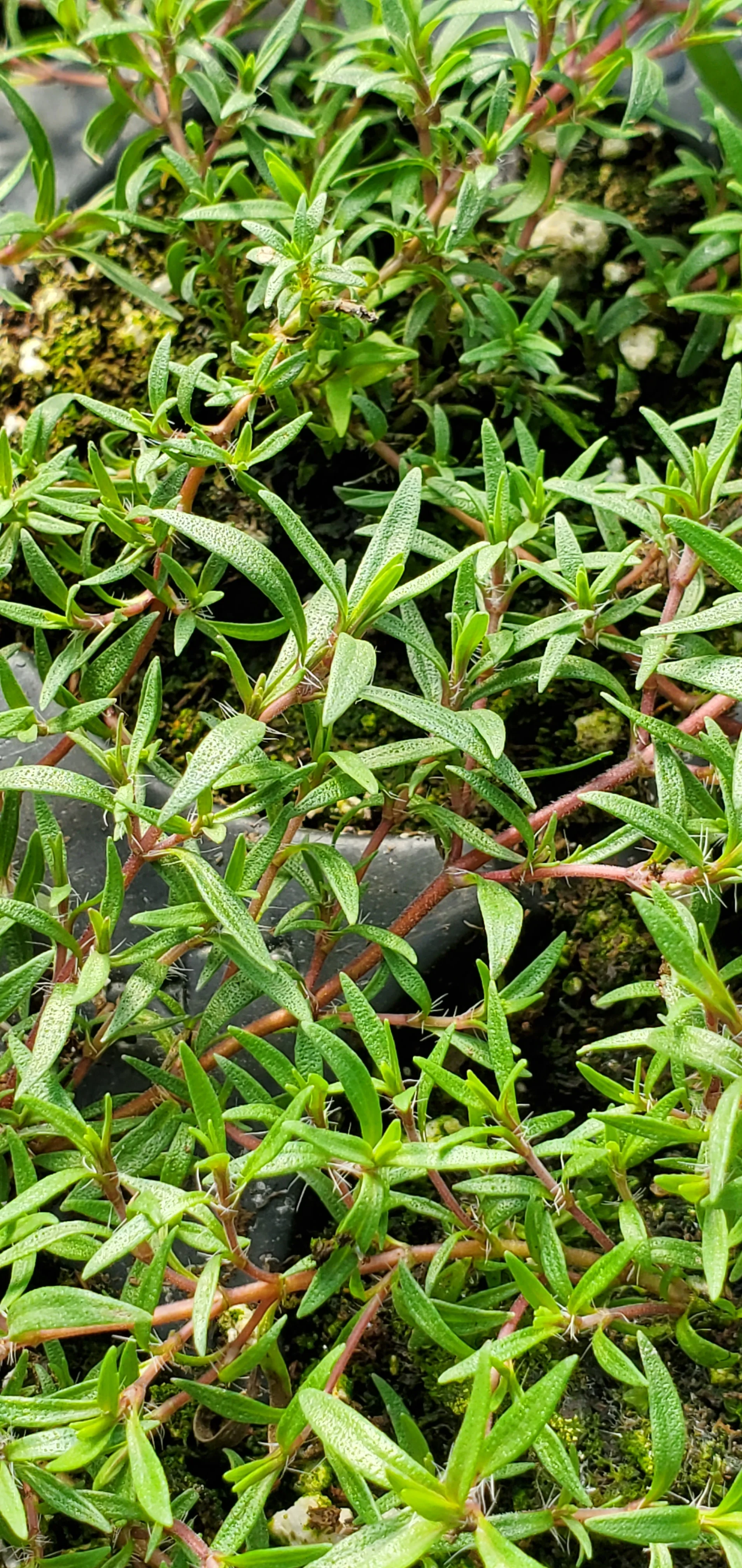 Thyme Dzevanovskyi Blueberry - Image 3