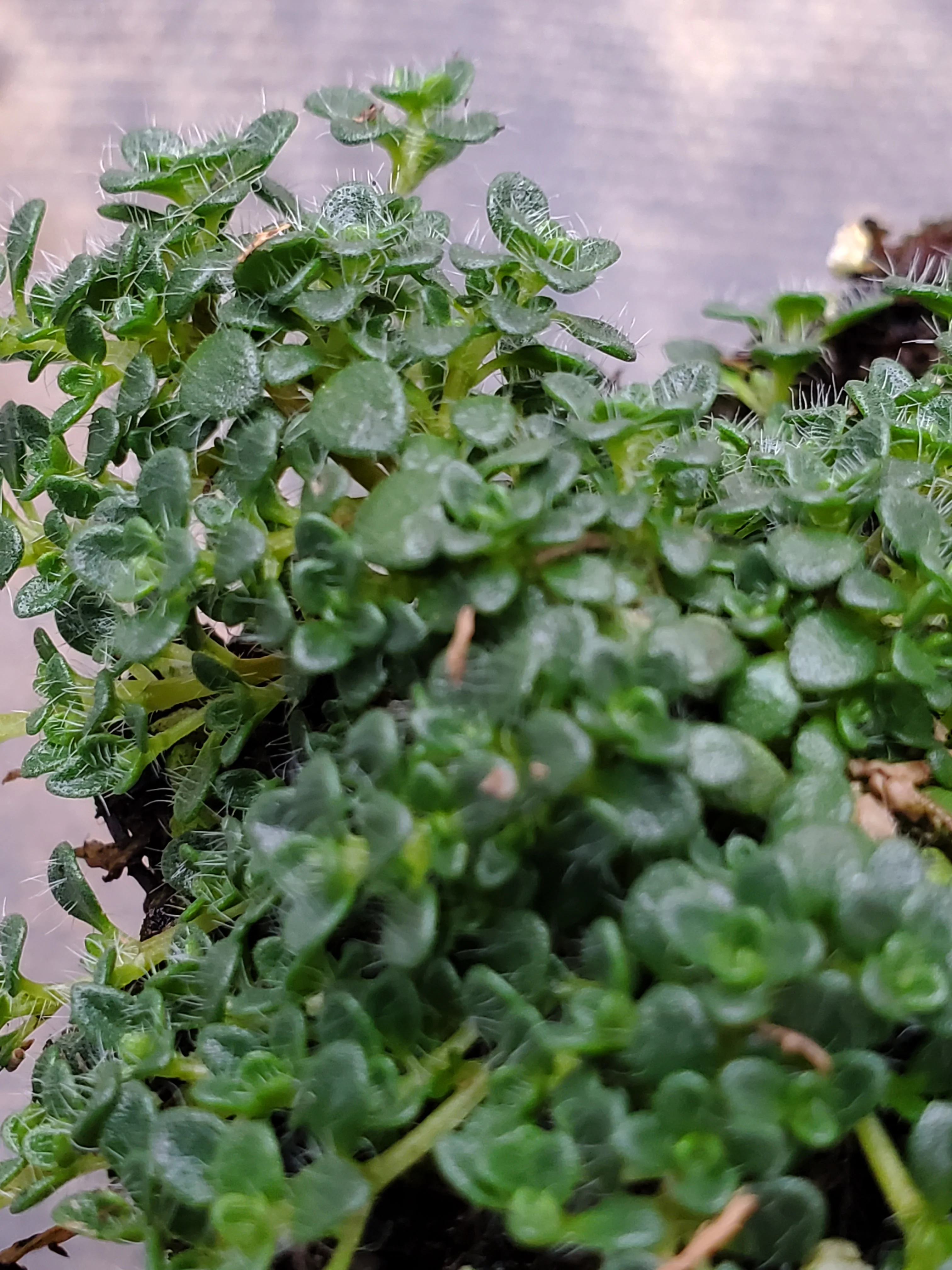 Thyme Elfin - Image 3