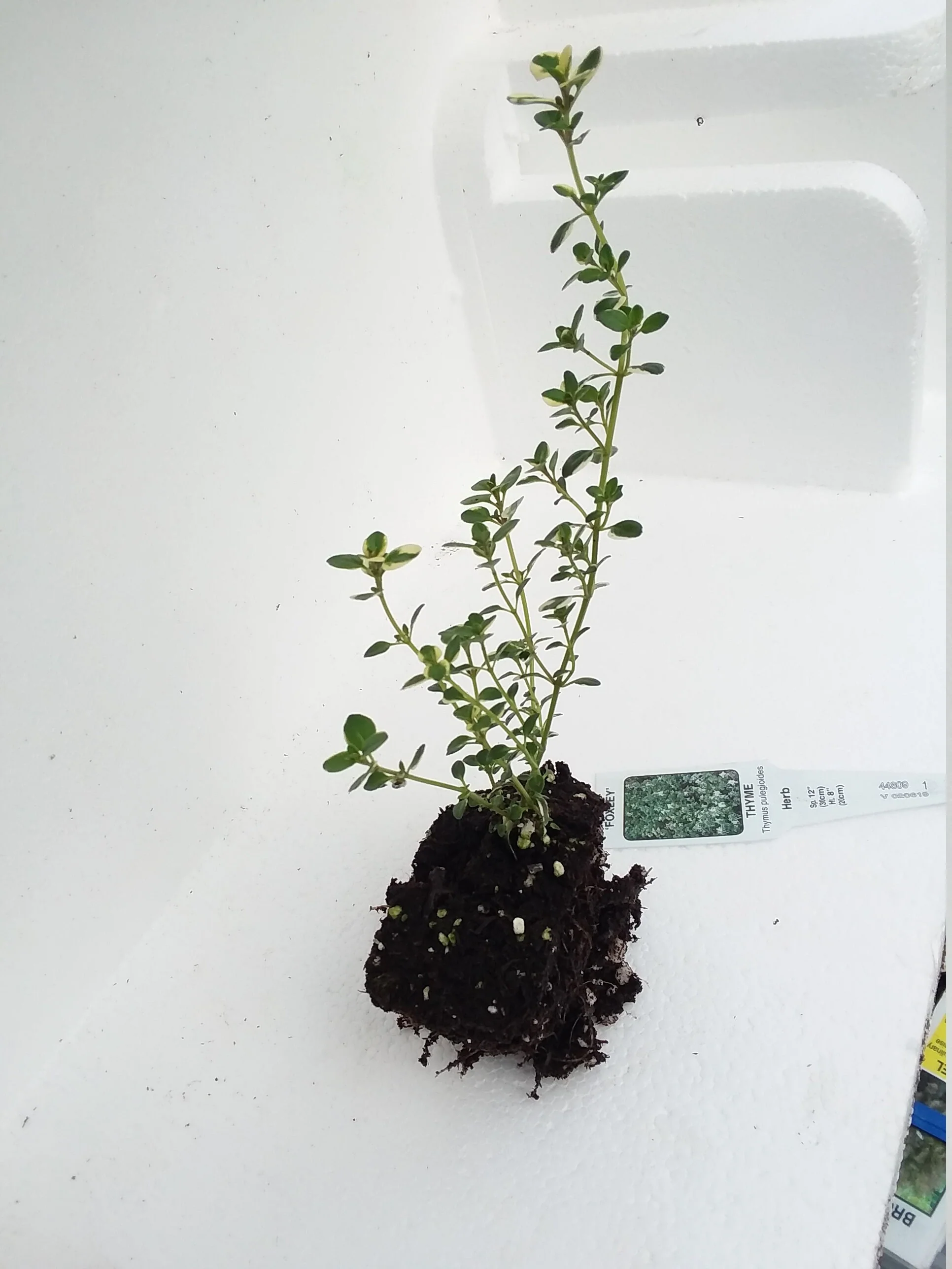 Thyme Foxley - Image 3