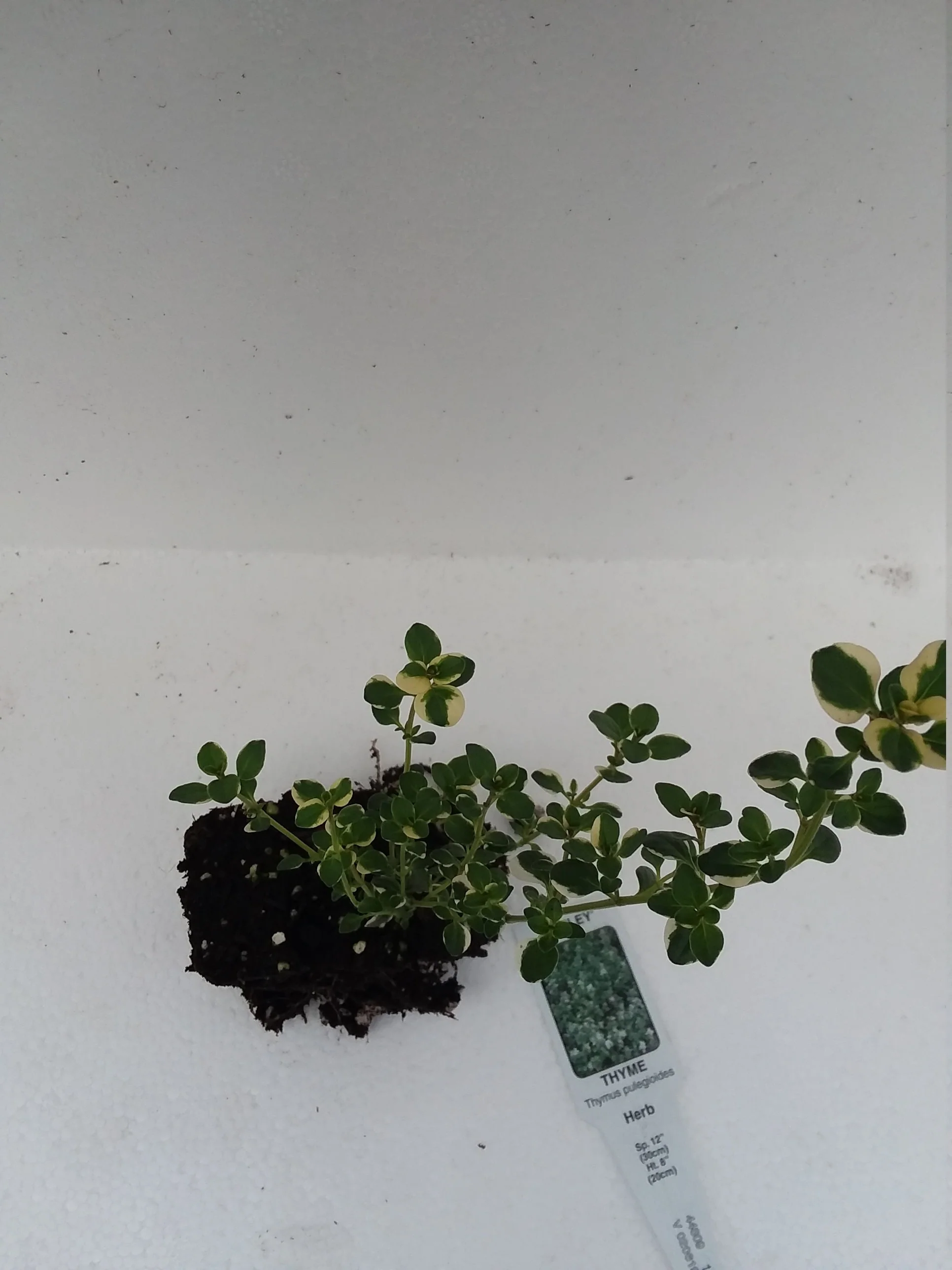 Thyme Foxley - Image 4