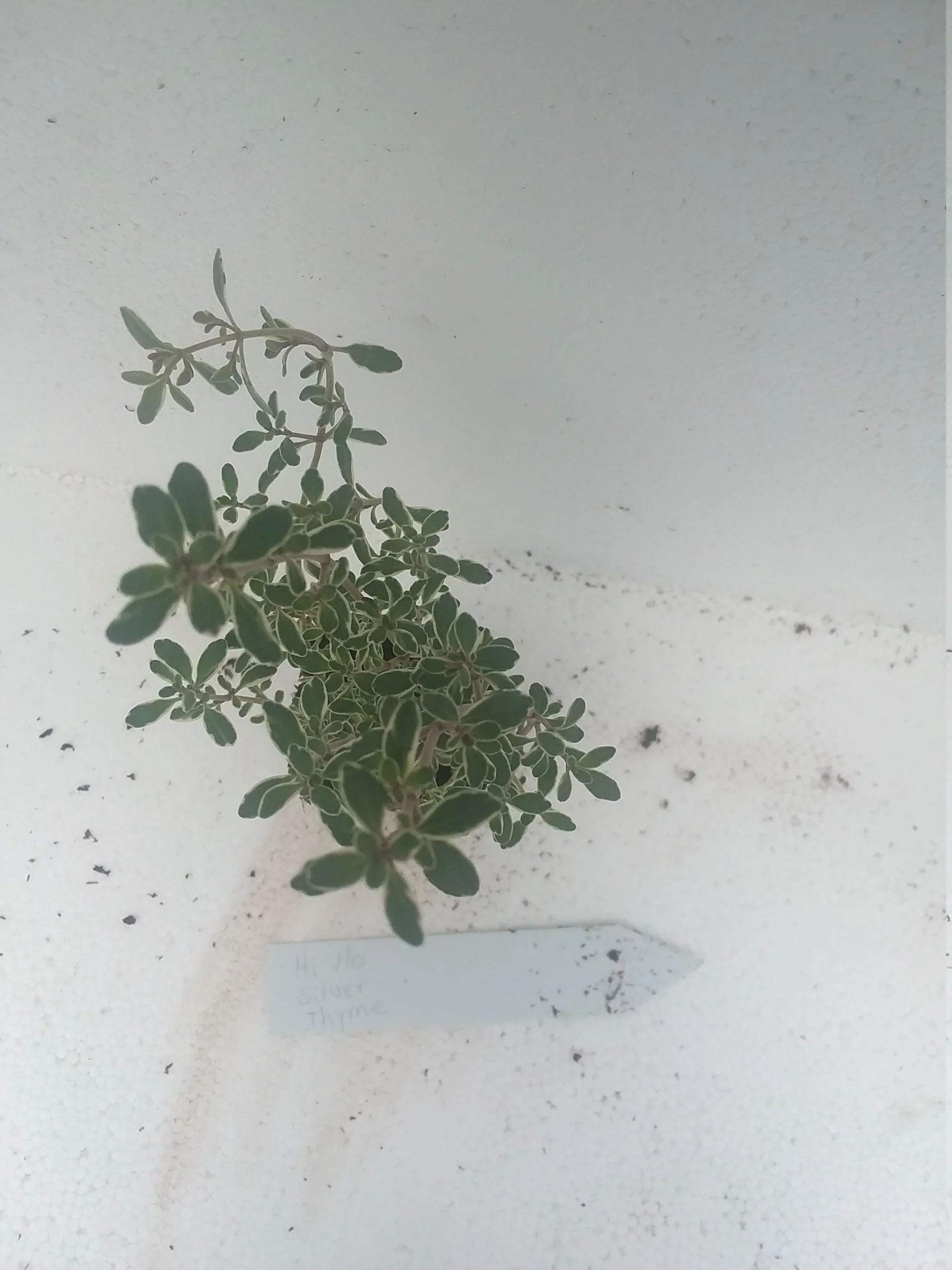 Thyme Hi-Ho Silver - Image 3