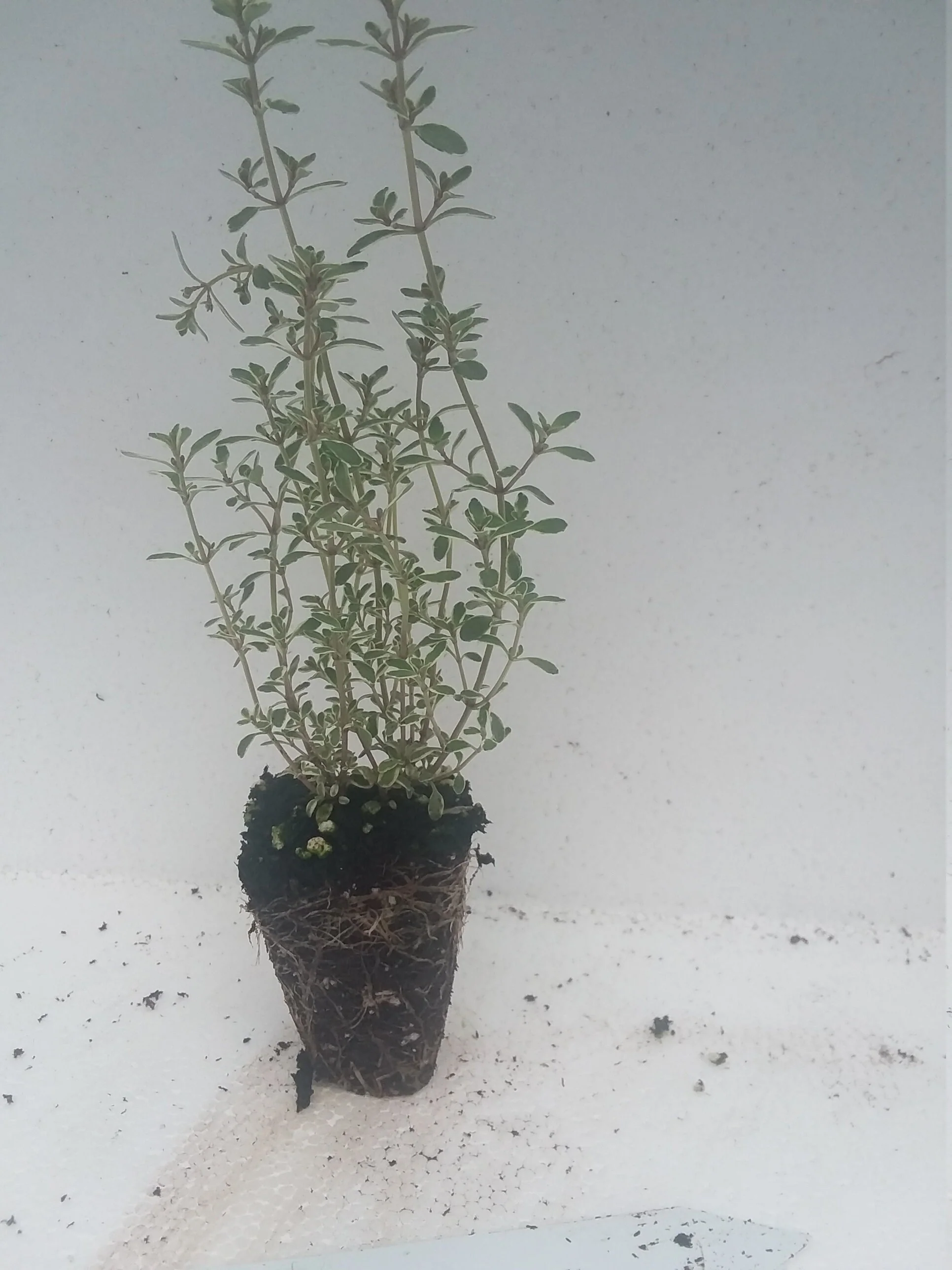 Thyme Hi-Ho Silver - Image 4