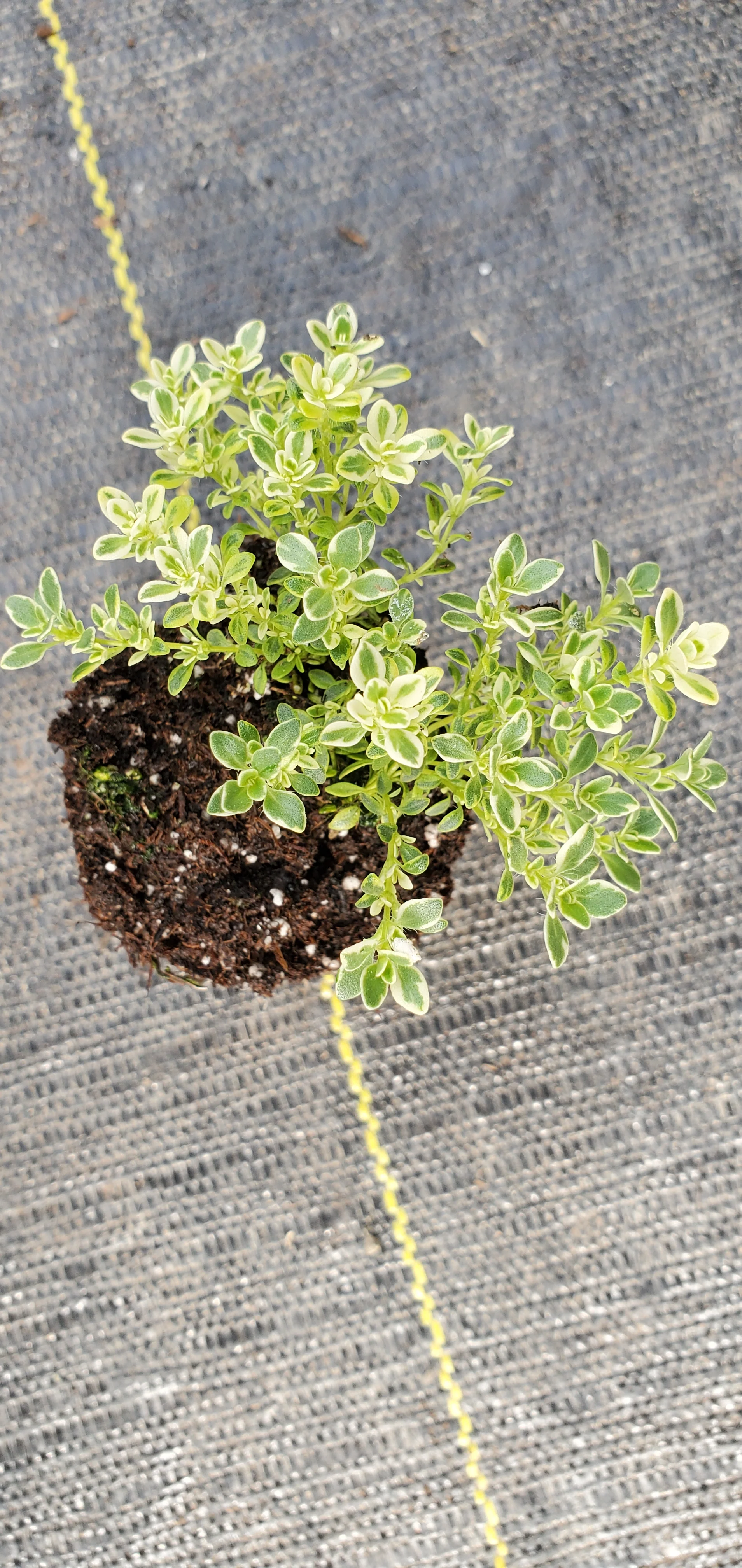Thyme Highland Cream