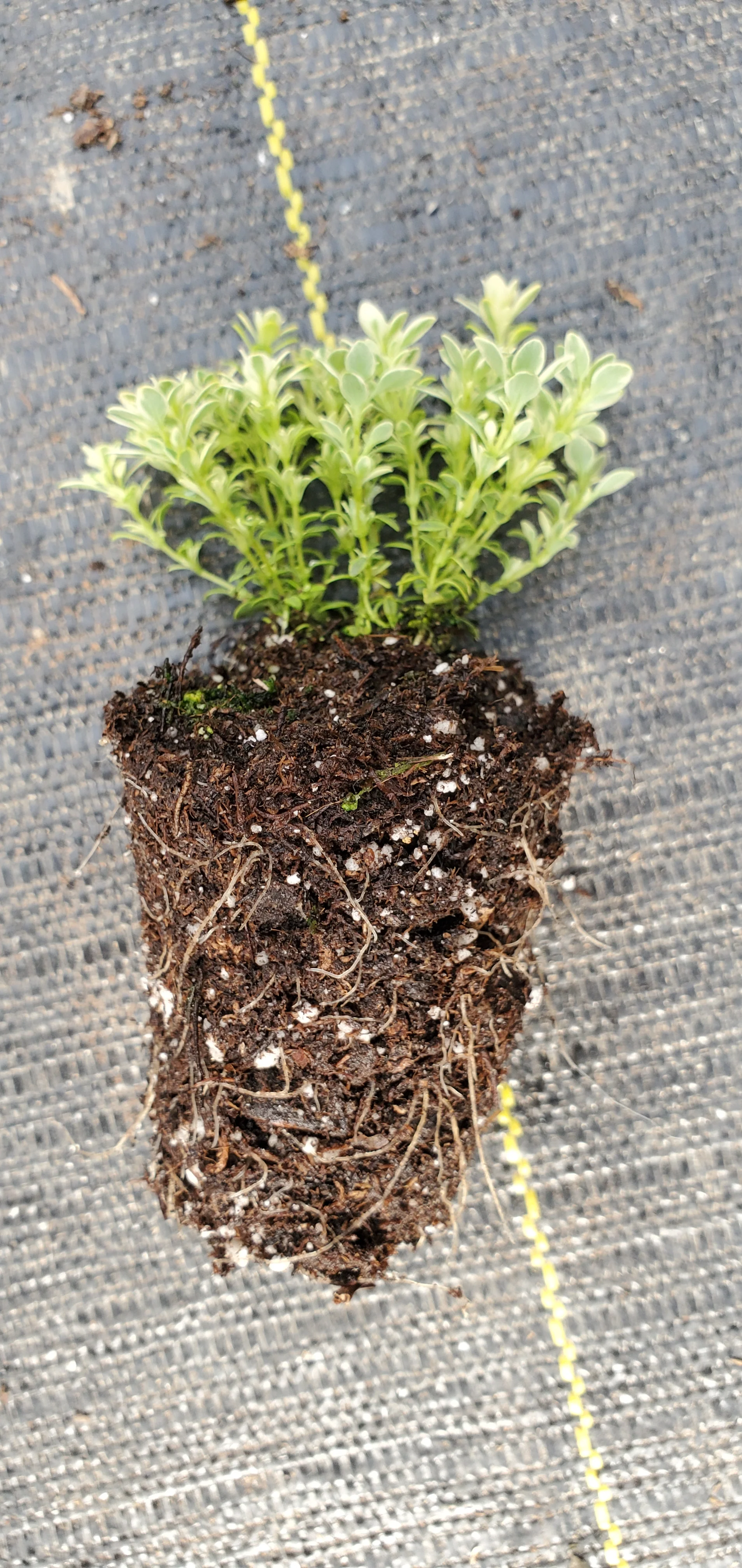 Thyme Highland Cream - Image 2