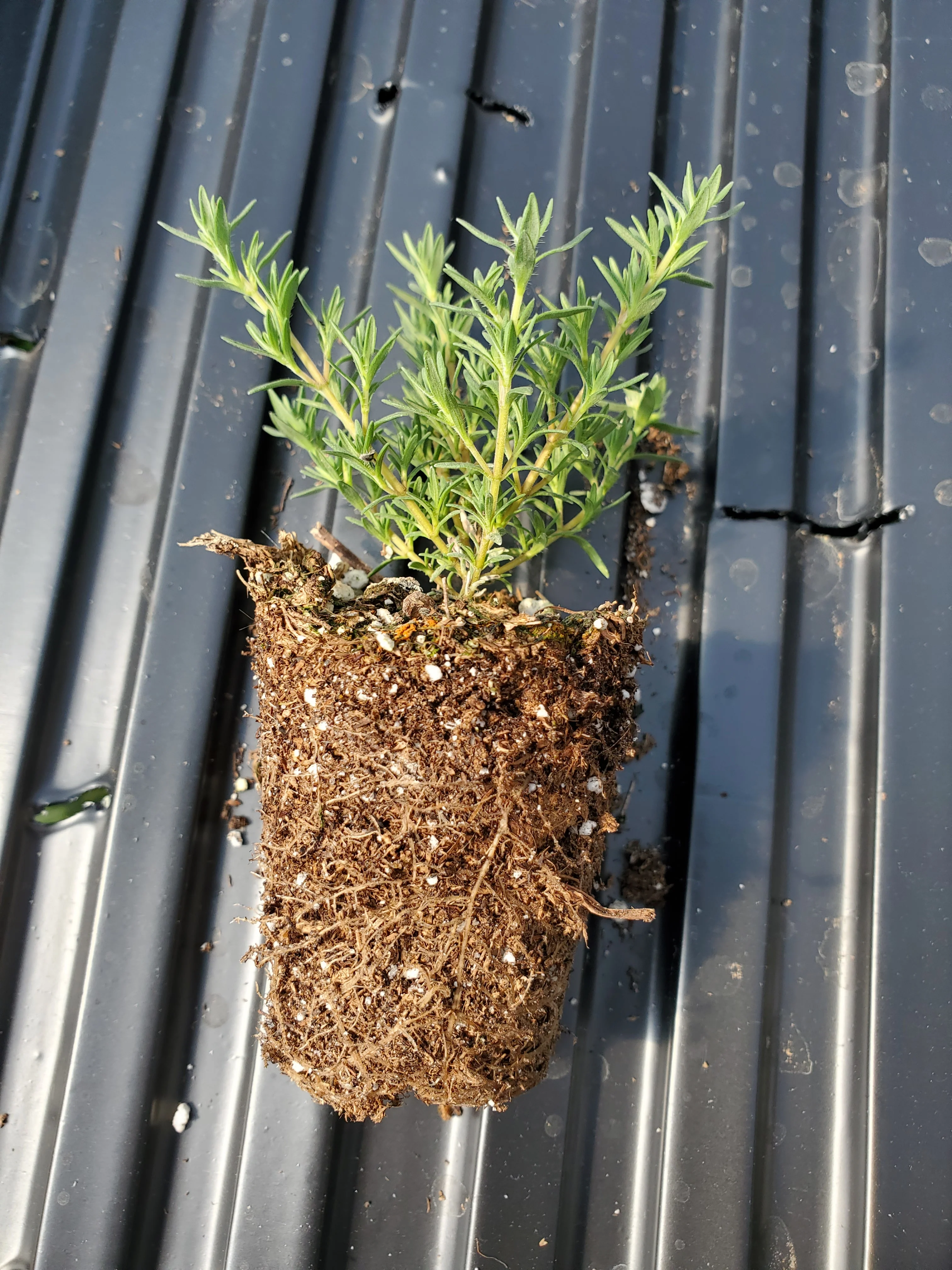 Thyme Juniper - Image 2